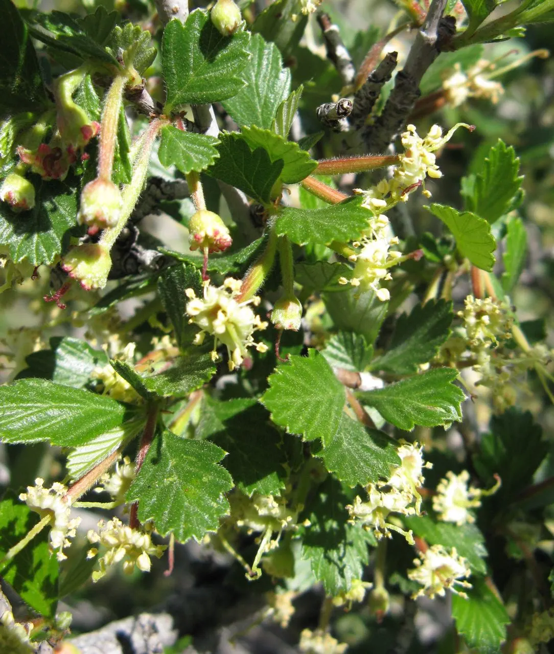 Alderleaf Mountain Mahogany (Cercocarpus Montanus) — this shrub blossoms with inconspicuous yellow to white flowers