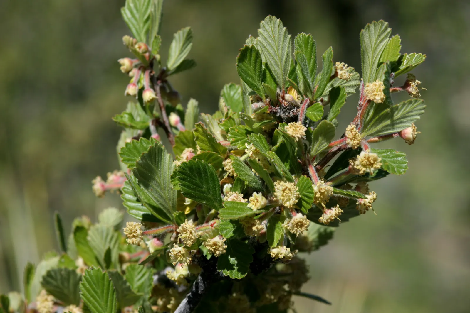 Alderleaf Mountain Mahogany (Cercocarpus Montanus) — Drought tolerance makes it an ideal choice for xeriscape designs