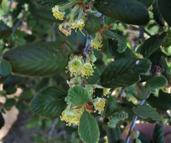 Alderleaf Mountain Mahogany (Cercocarpus Montanus) — The Alderleaf Mountain Mahogany (Cercocarpus montanus) is a hardy, deciduous shrub native to North