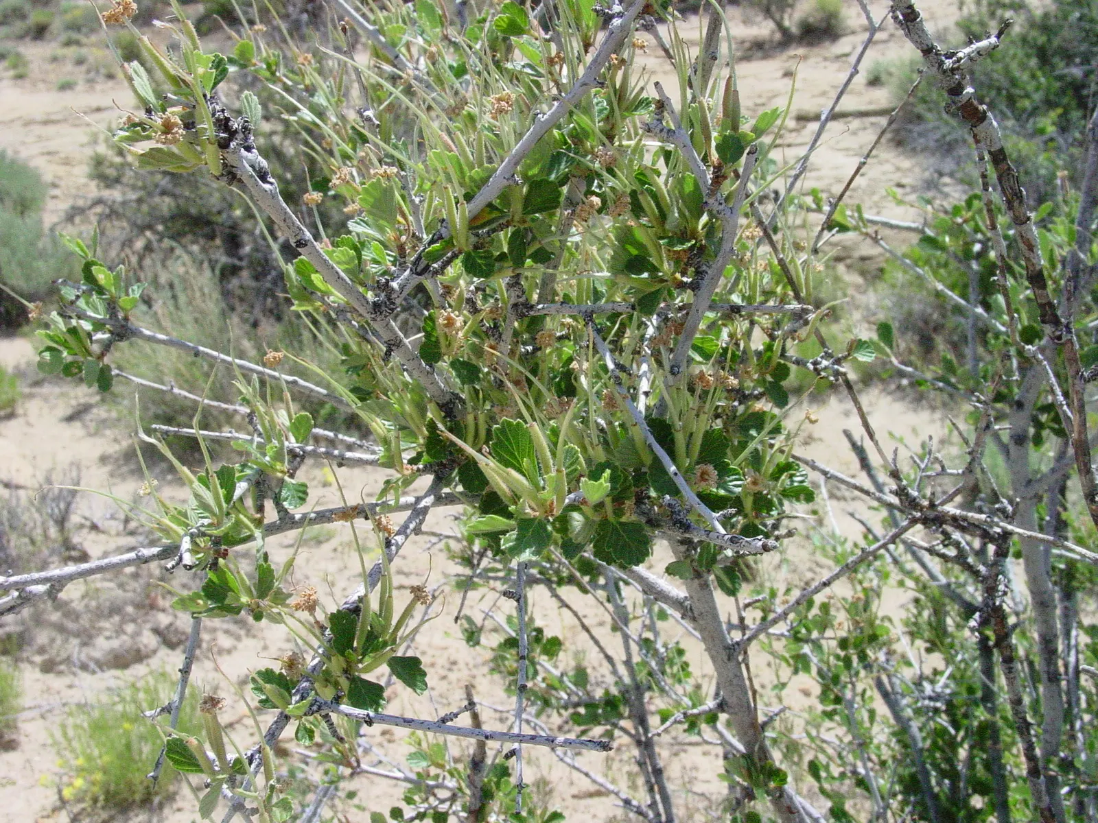 Alderleaf Mountain Mahogany (Cercocarpus Montanus) — consider using the Alderleaf Mountain Mahogany as a natural screen