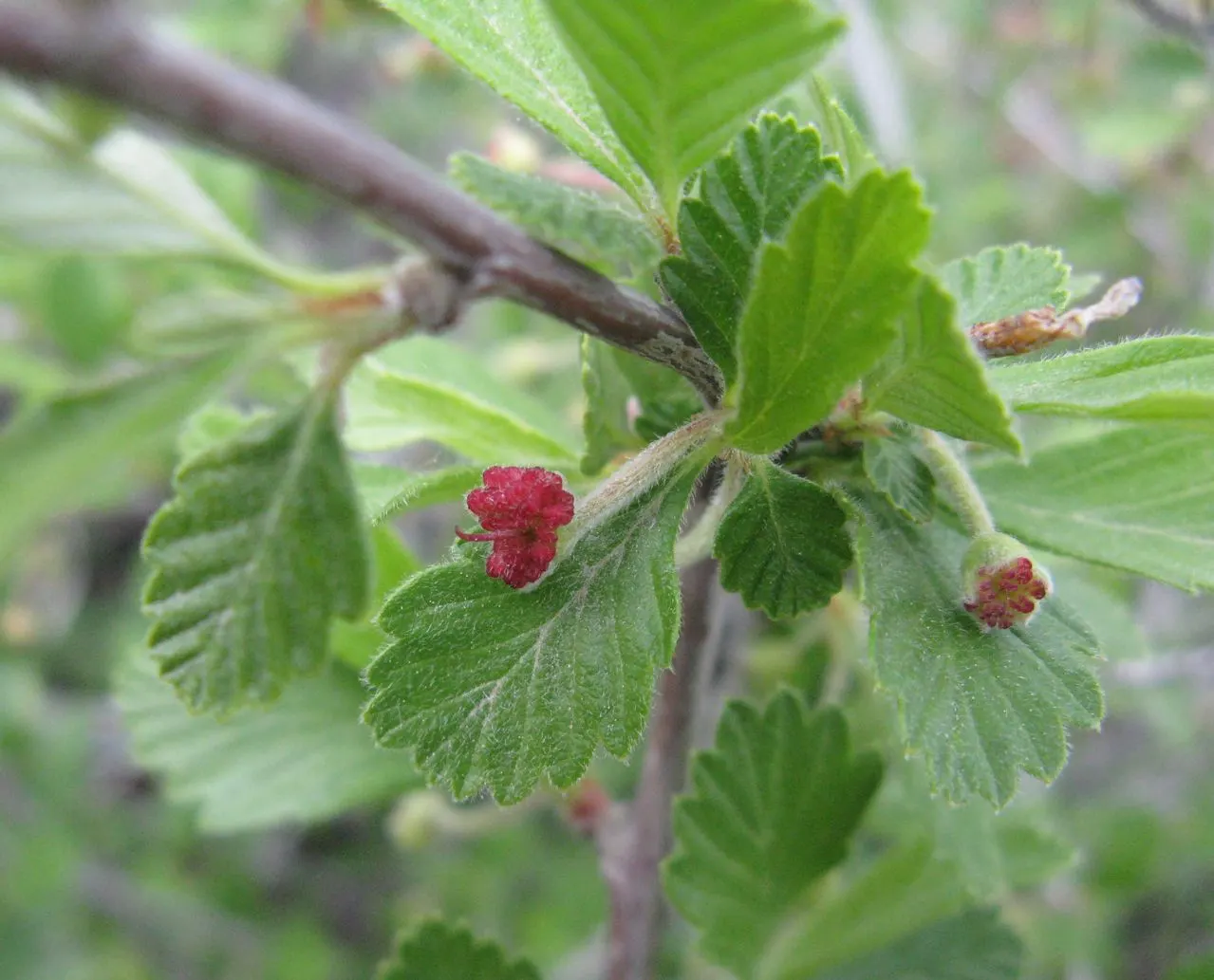 Alderleaf Mountain Mahogany (Cercocarpus Montanus) — although it often remains smaller in cultivation