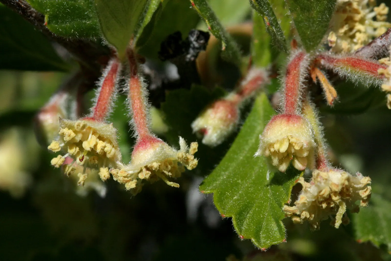 Alderleaf Mountain Mahogany (Cercocarpus Montanus) — which are followed by distinctive feathery plumes that are the fruit