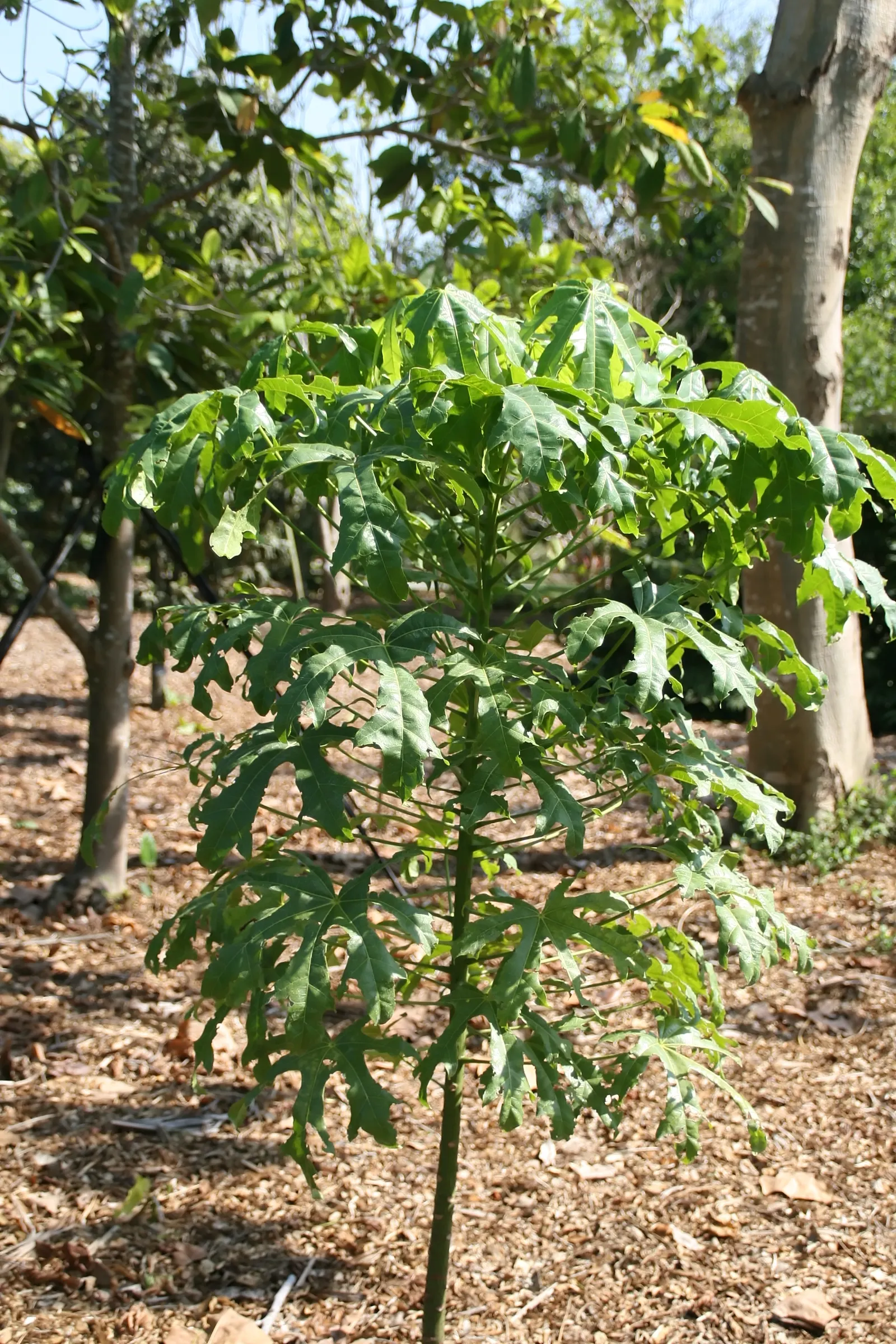 Flame Tree (Brachychiton Acerifolius) — When placing the Flame Tree in a design