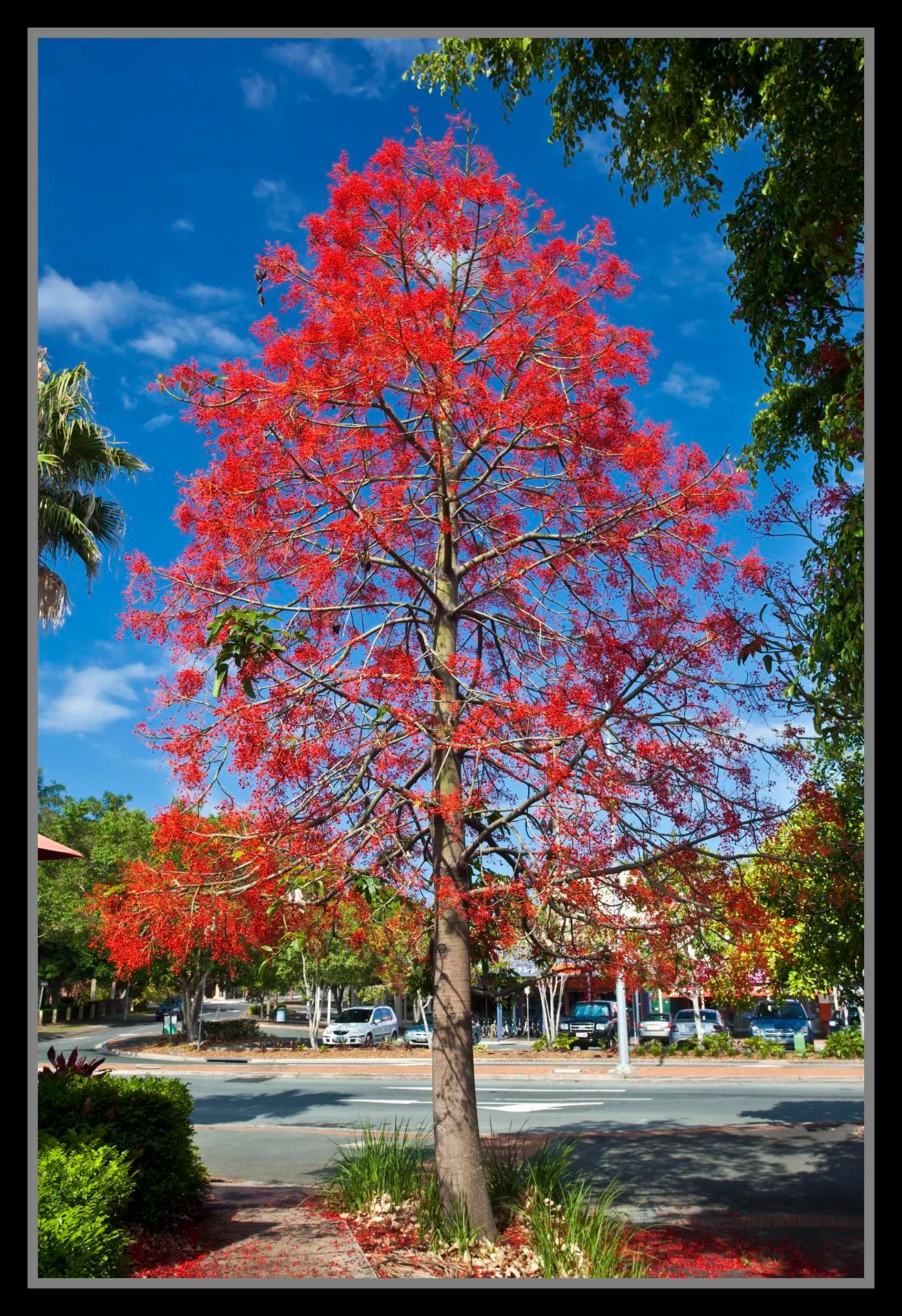 Flame Tree (Brachychiton Acerifolius) — grows to an impressive height ranging from 30 to 60 feet with a canopy spread of approximately 25 to 35 feet