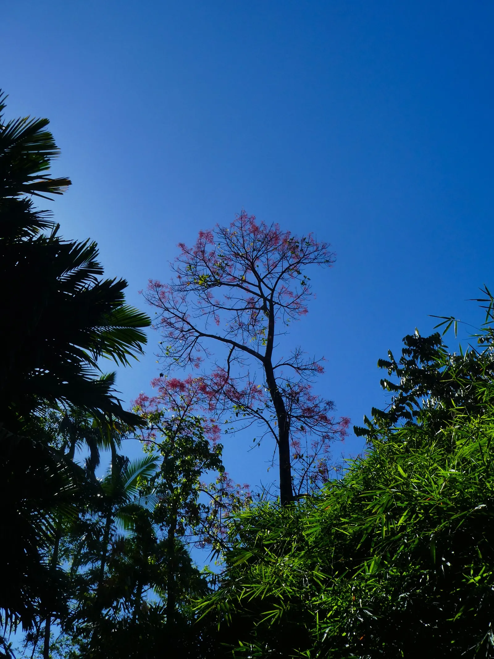 Flame Tree (Brachychiton Acerifolius) — it requires full sun and moderate watering; notable for its vibrant red, image 83