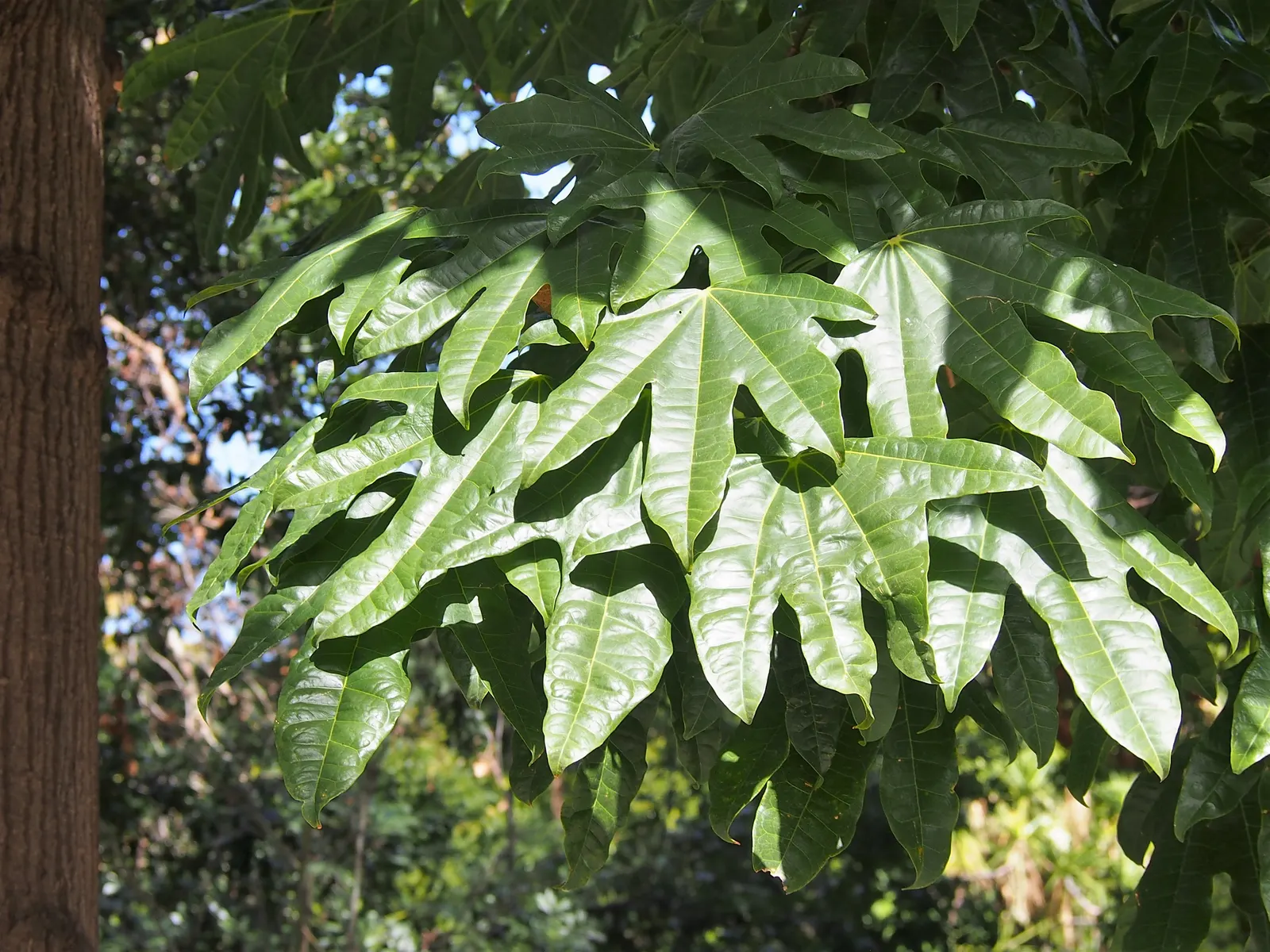 Flame Tree (Brachychiton Acerifolius) — the Flame Tree is deciduous
