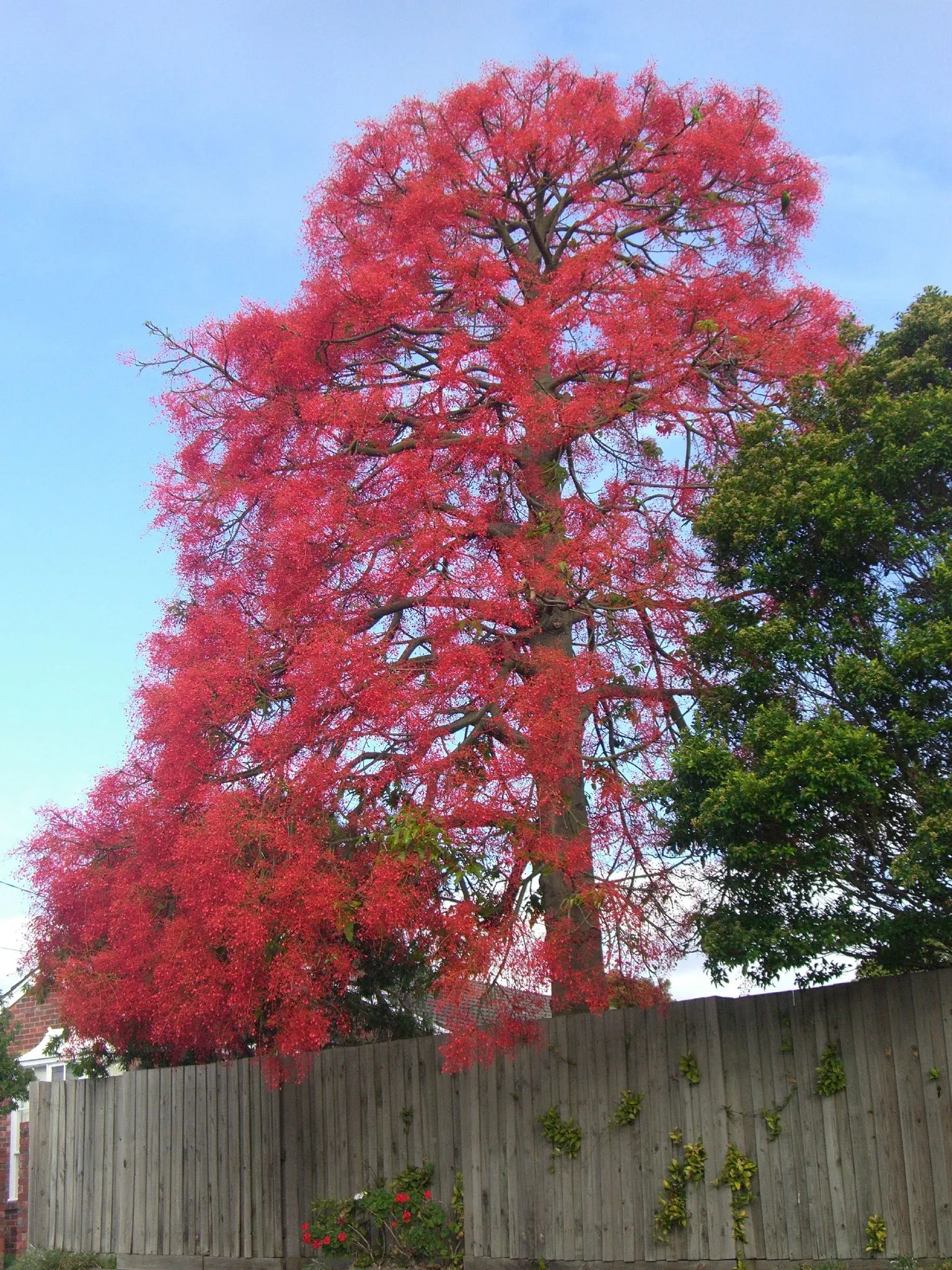 Flame Tree (Brachychiton Acerifolius) — renowned for its fiery scarlet blooms