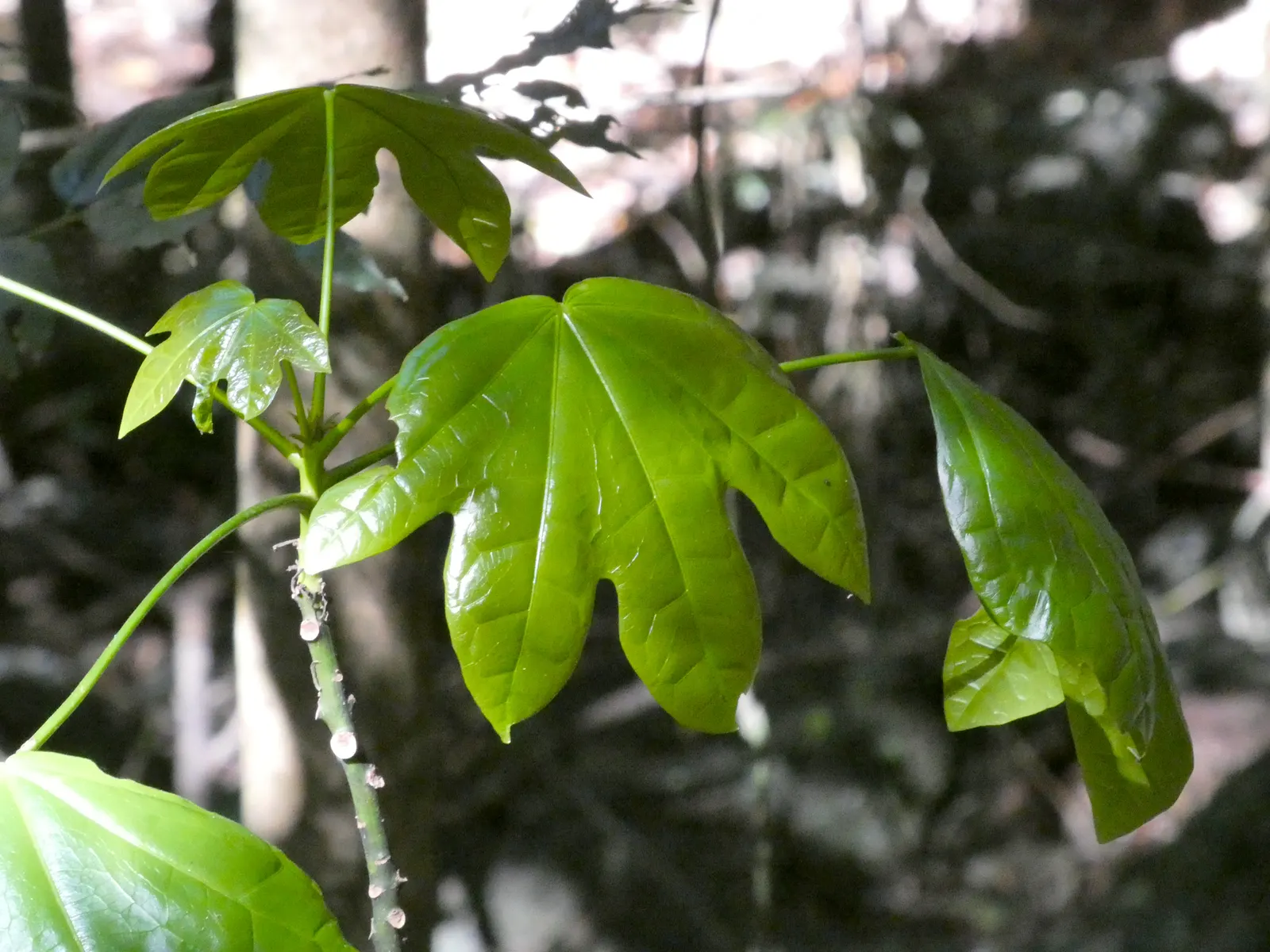 Flame Tree (Brachychiton Acerifolius) — it requires full sun and moderate watering