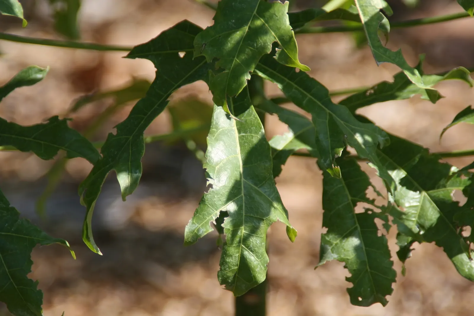 Flame Tree (Brachychiton Acerifolius) — Adaptable to various soils; ensure full sun exposure and ample space to accommodate its mature width and, image 57