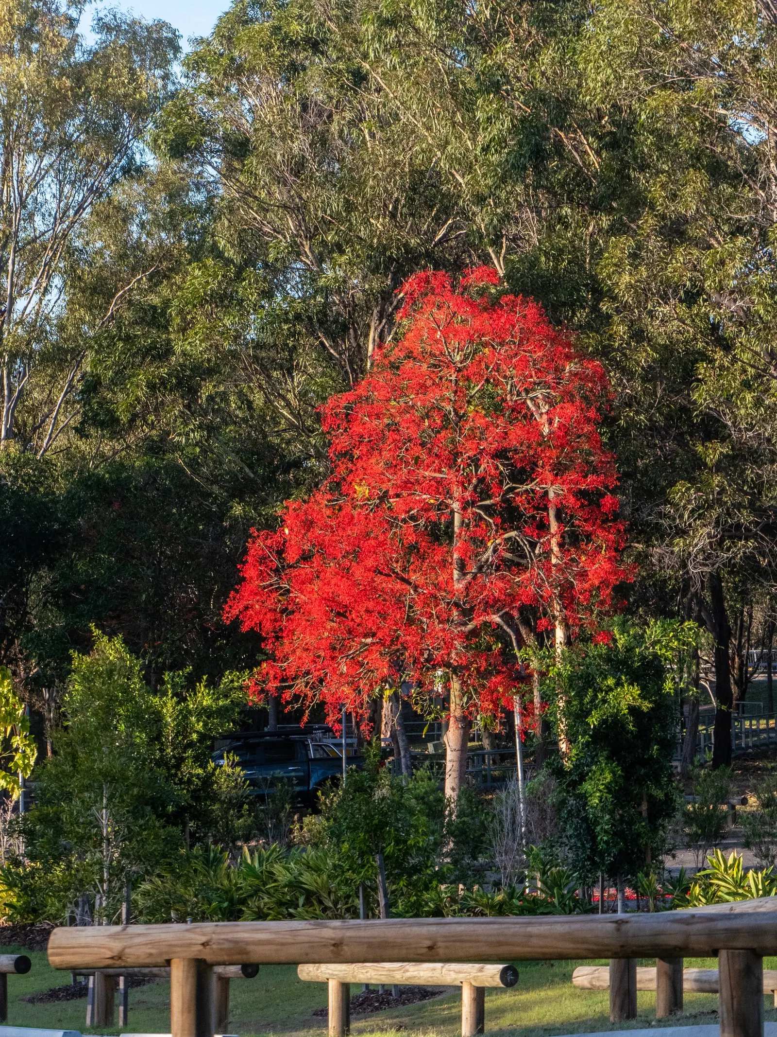 Flame Tree (Brachychiton Acerifolius) — scientifically known as Brachychiton acerifolius