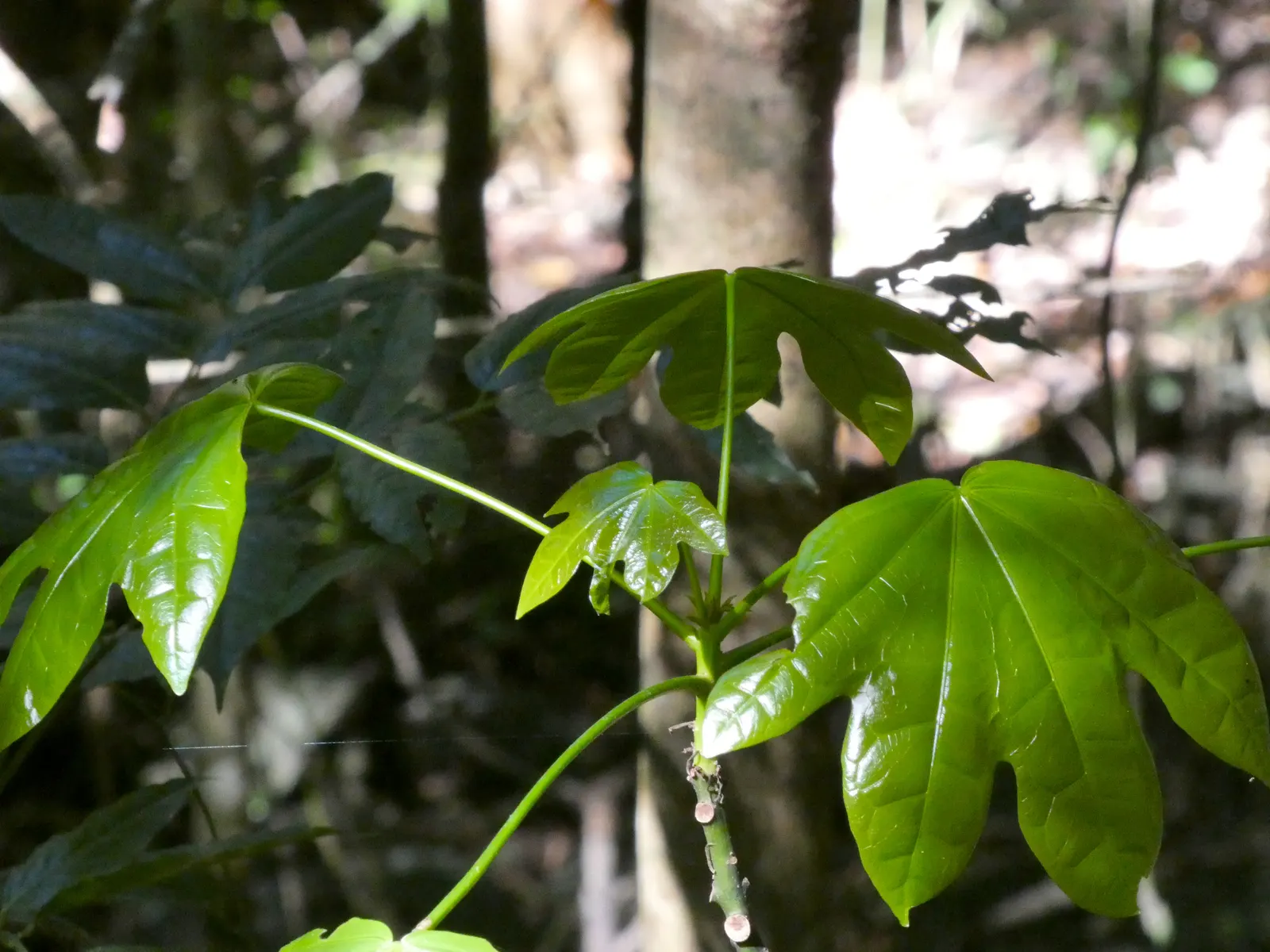 Flame Tree (Brachychiton Acerifolius) — tree for full