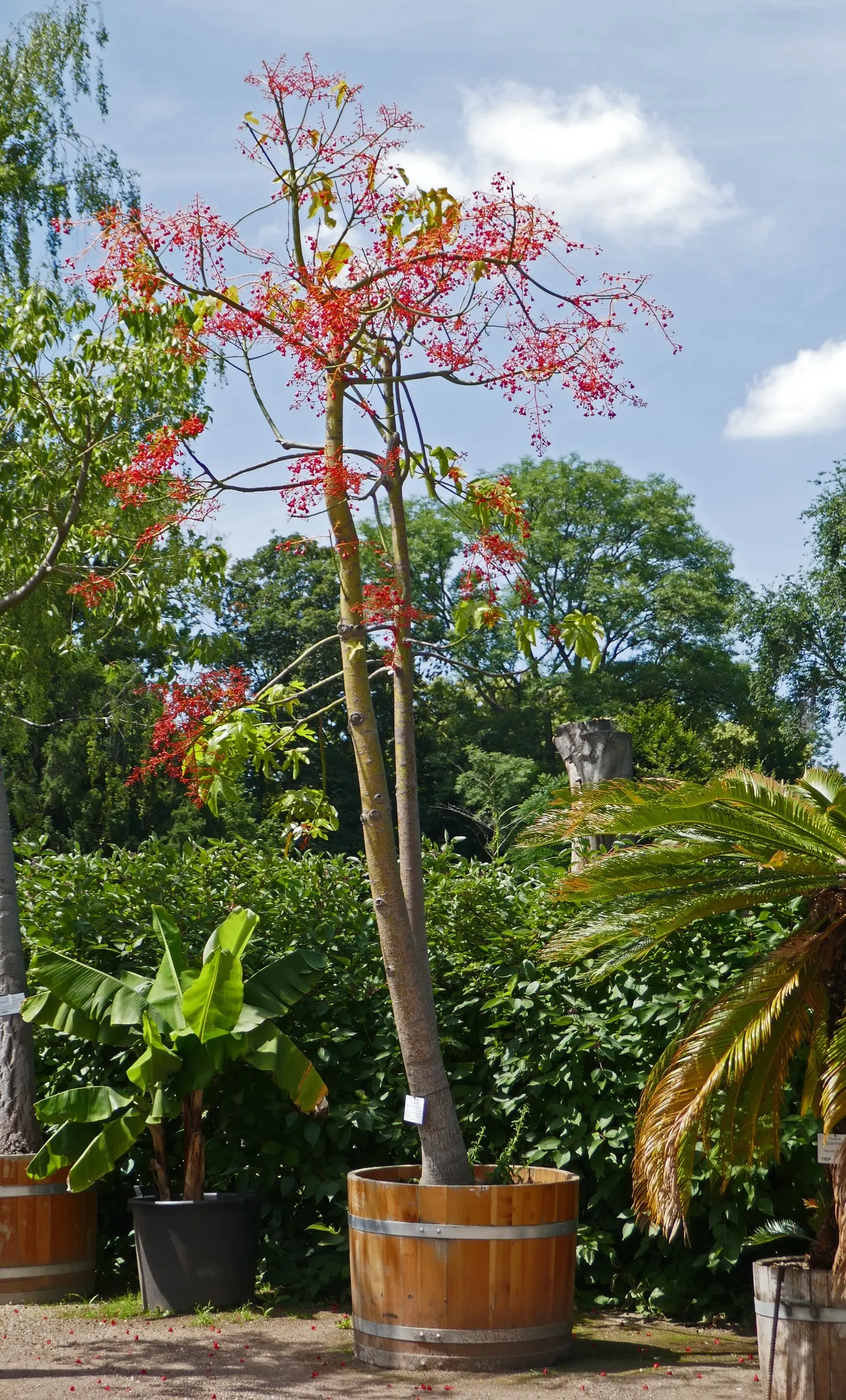 Flame Tree (Brachychiton Acerifolius) — emerge once the tree has shed its foliage