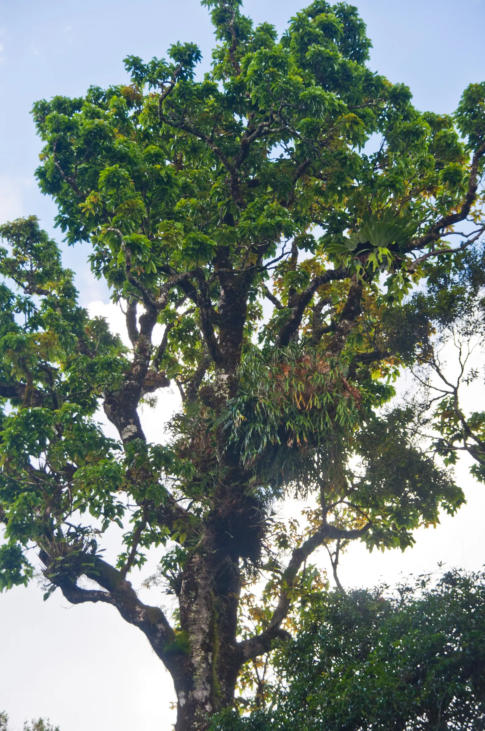 Flame Tree (Brachychiton Acerifolius) — Adaptable to various soils; ensure full sun exposure and ample space to accommodate its mature width and, image 107