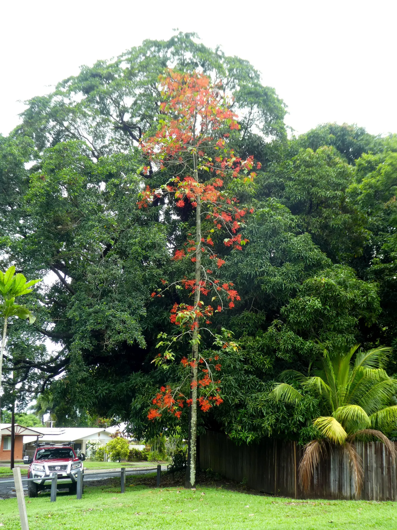 Flame Tree (Brachychiton Acerifolius) — Its lush green canopy spans roughly 30 feet wide