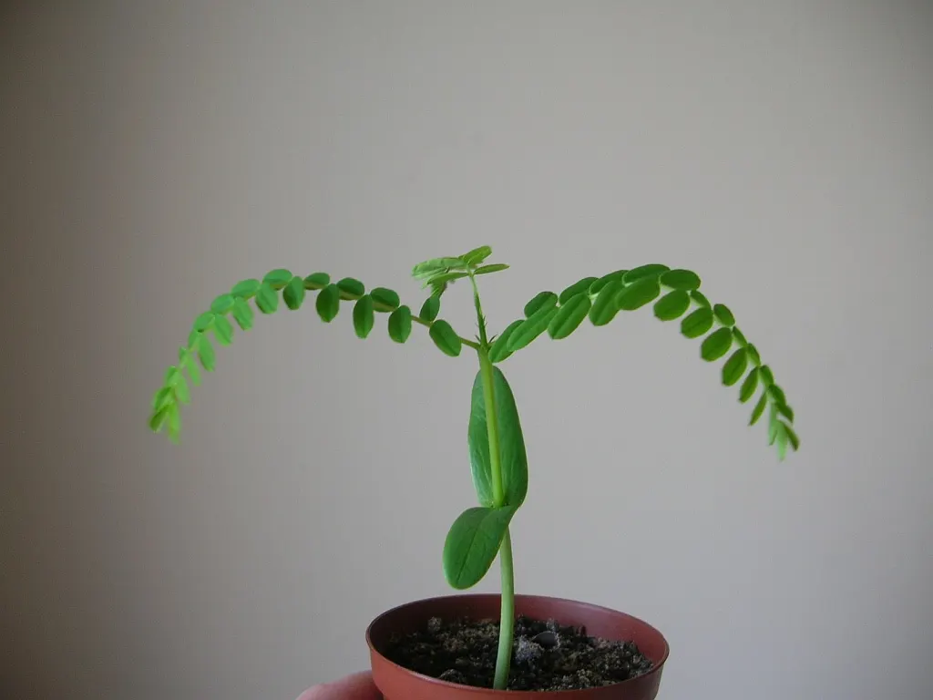 Flame Tree (Brachychiton Acerifolius) — the Flame Tree is deciduous; adaptable to various soils