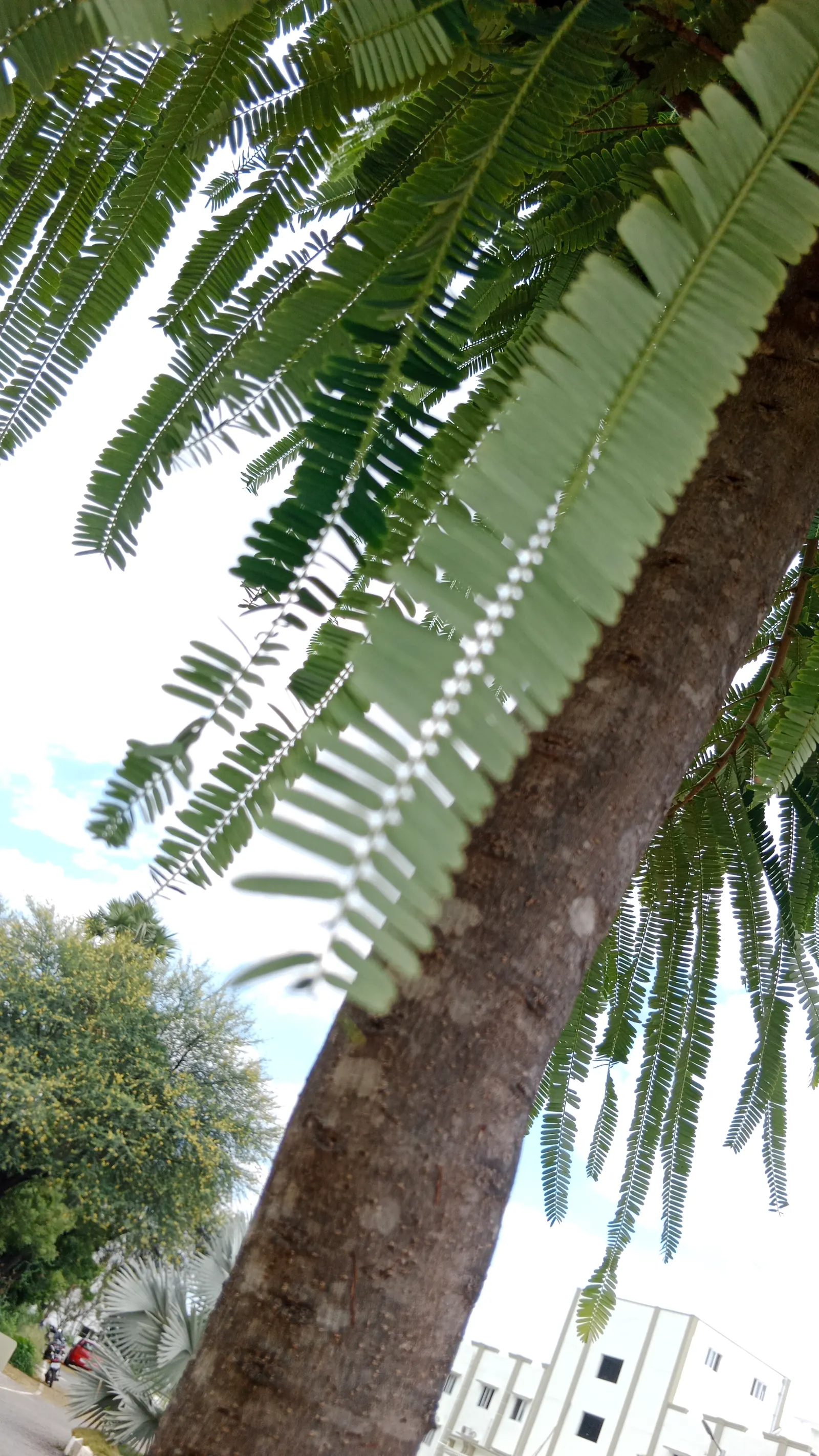 Flame Tree (Brachychiton Acerifolius) — ensure full sun exposure and ample space to accommodate its mature width and height
