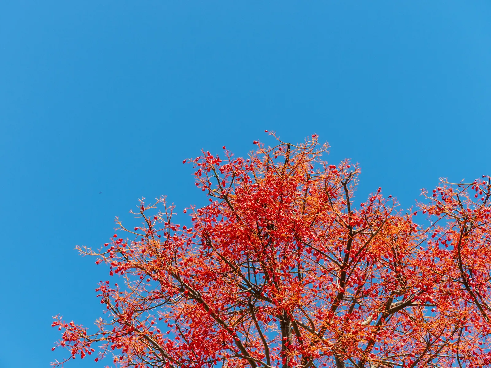 Flame Tree (Brachychiton Acerifolius) — the Flame Tree is deciduous; adaptable to various soils, image 80