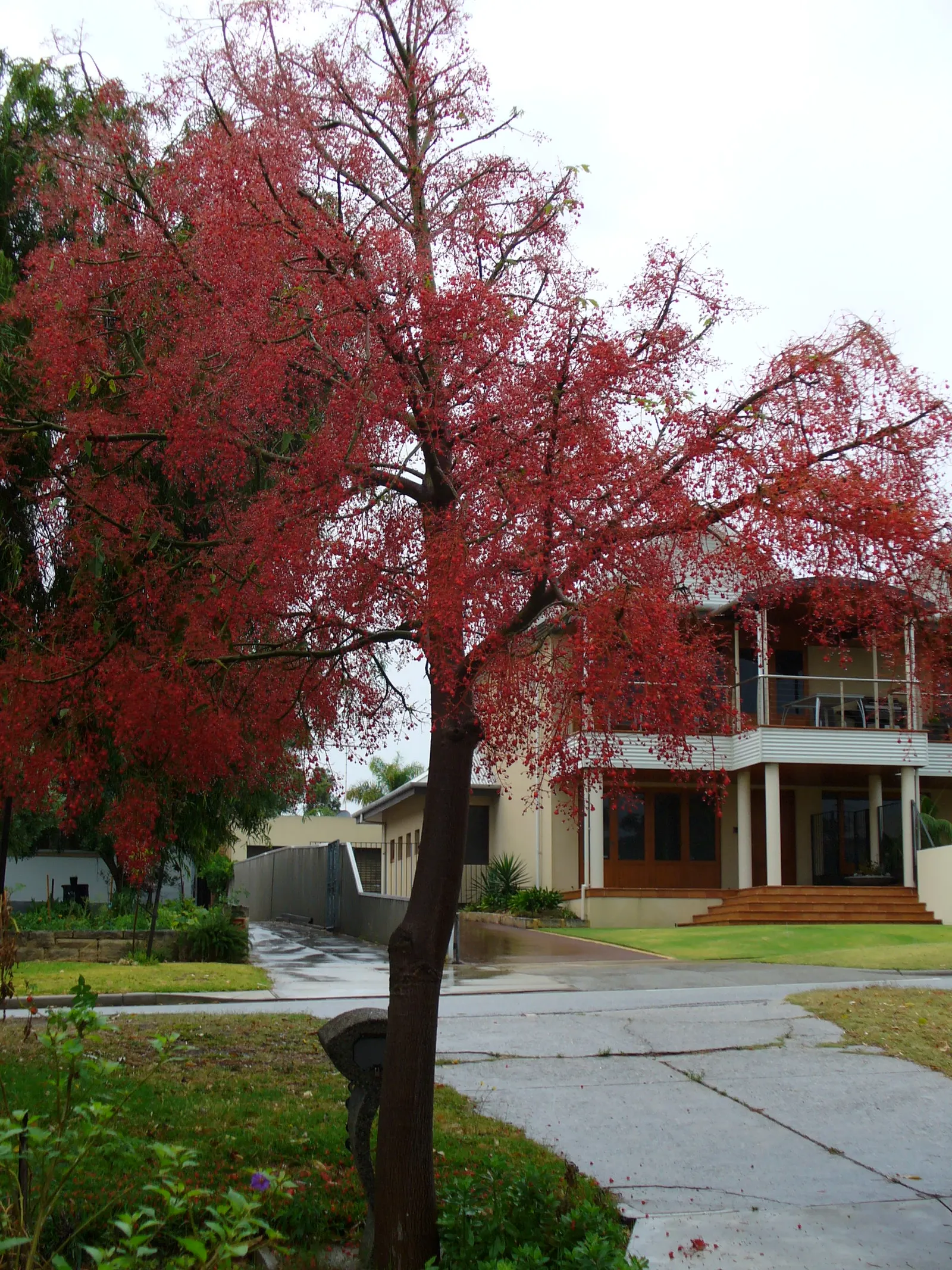 Flame Tree (Brachychiton Acerifolius) — bell-shaped flowers which emerge in late spring to early summer; tree for full