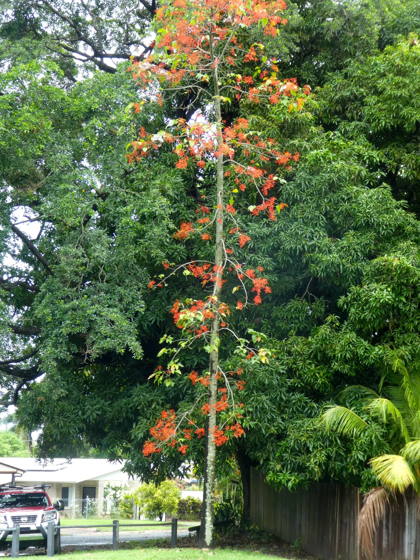 Flame Tree (Brachychiton Acerifolius) — Adaptable to various soils; ensure full sun exposure and ample space to accommodate its mature width and, image 82