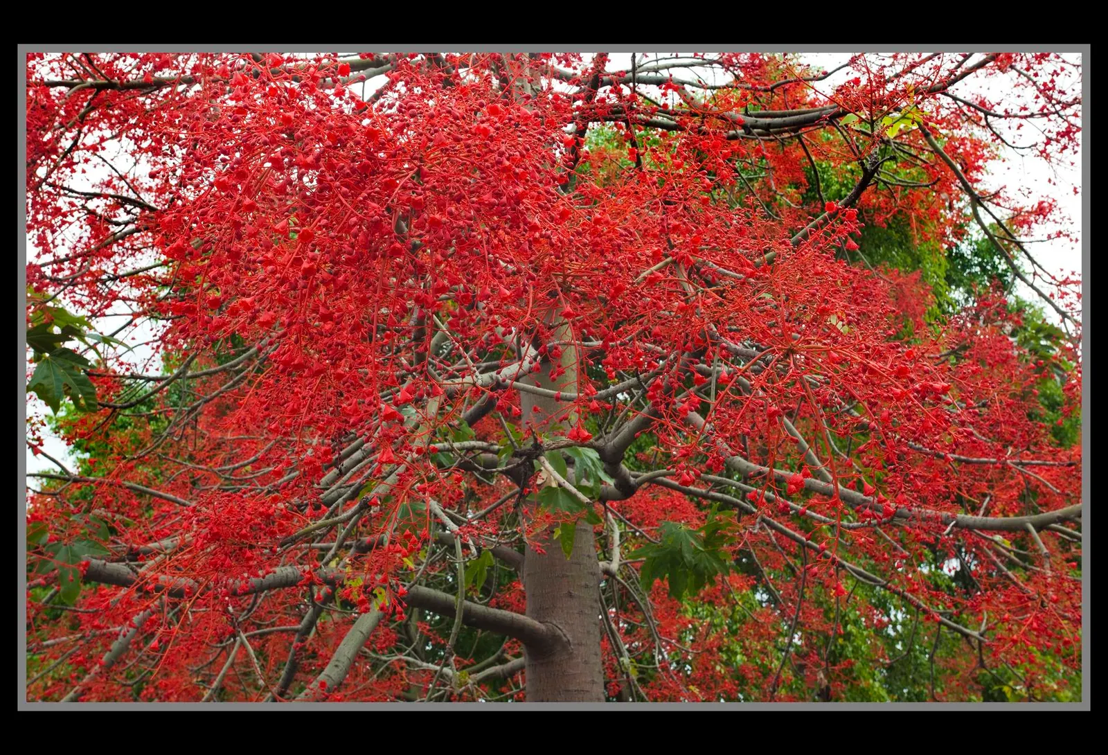 Flame Tree (Brachychiton Acerifolius) — ensuring a captivating display that will enchant onlookers for years to come