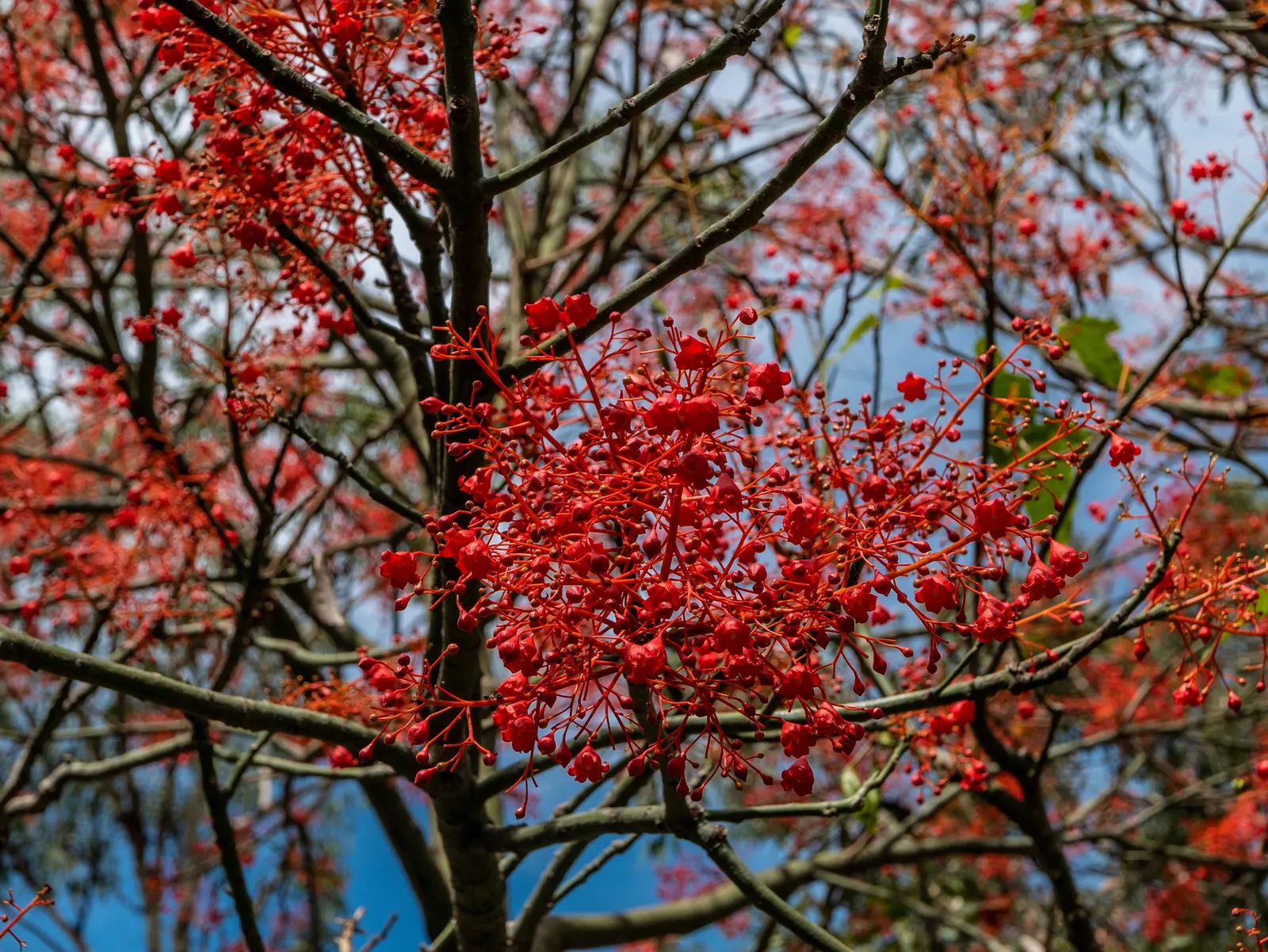 Flame Tree (Brachychiton Acerifolius) — stands as a magnificent specimen within any landscape design; tree with red blooms, image 61
