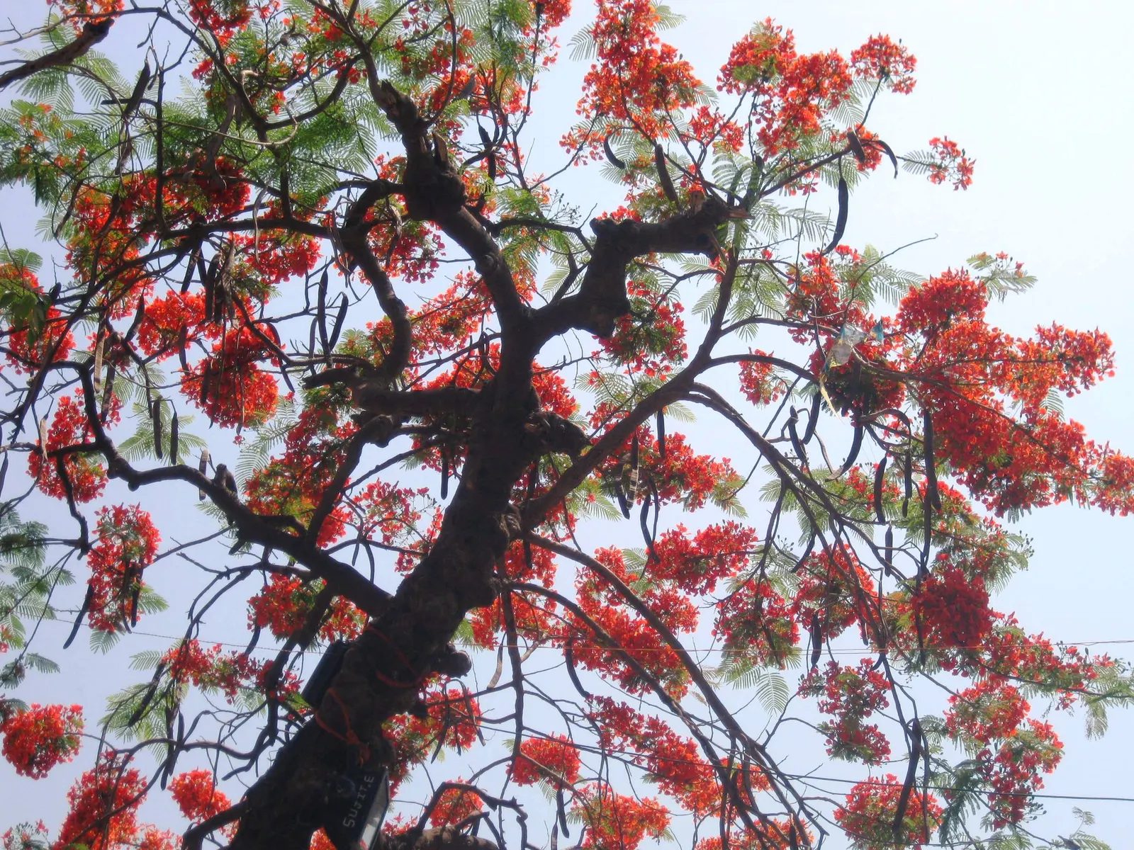 Flame Tree (Brachychiton Acerifolius) — red flowers in the garden