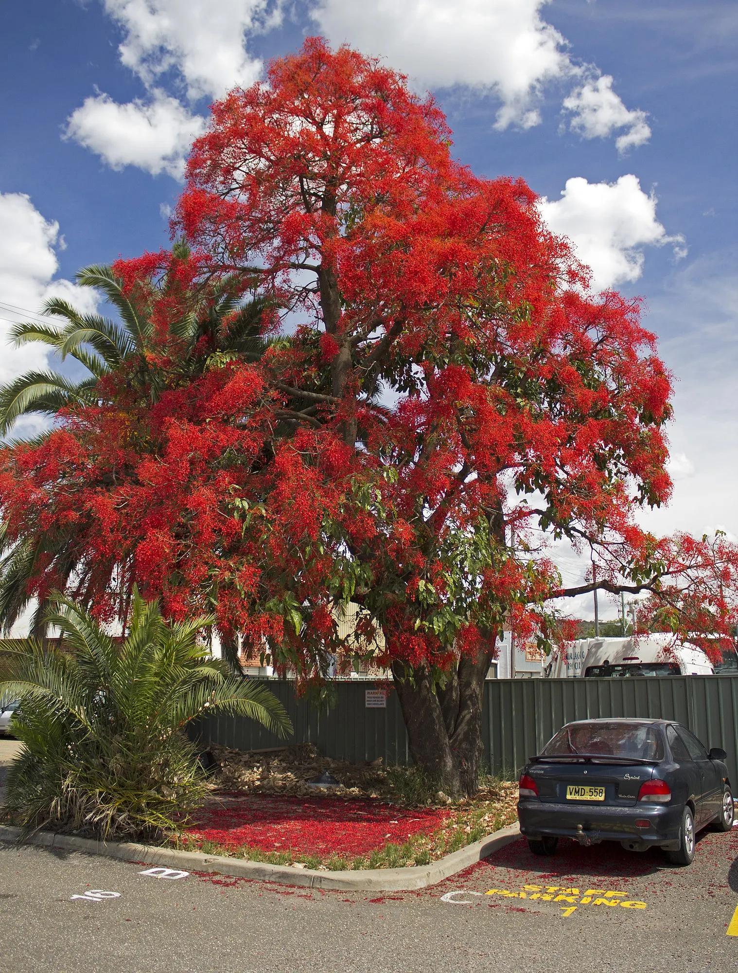 Flame Tree (Brachychiton Acerifolius) — stands as a magnificent specimen within any landscape design