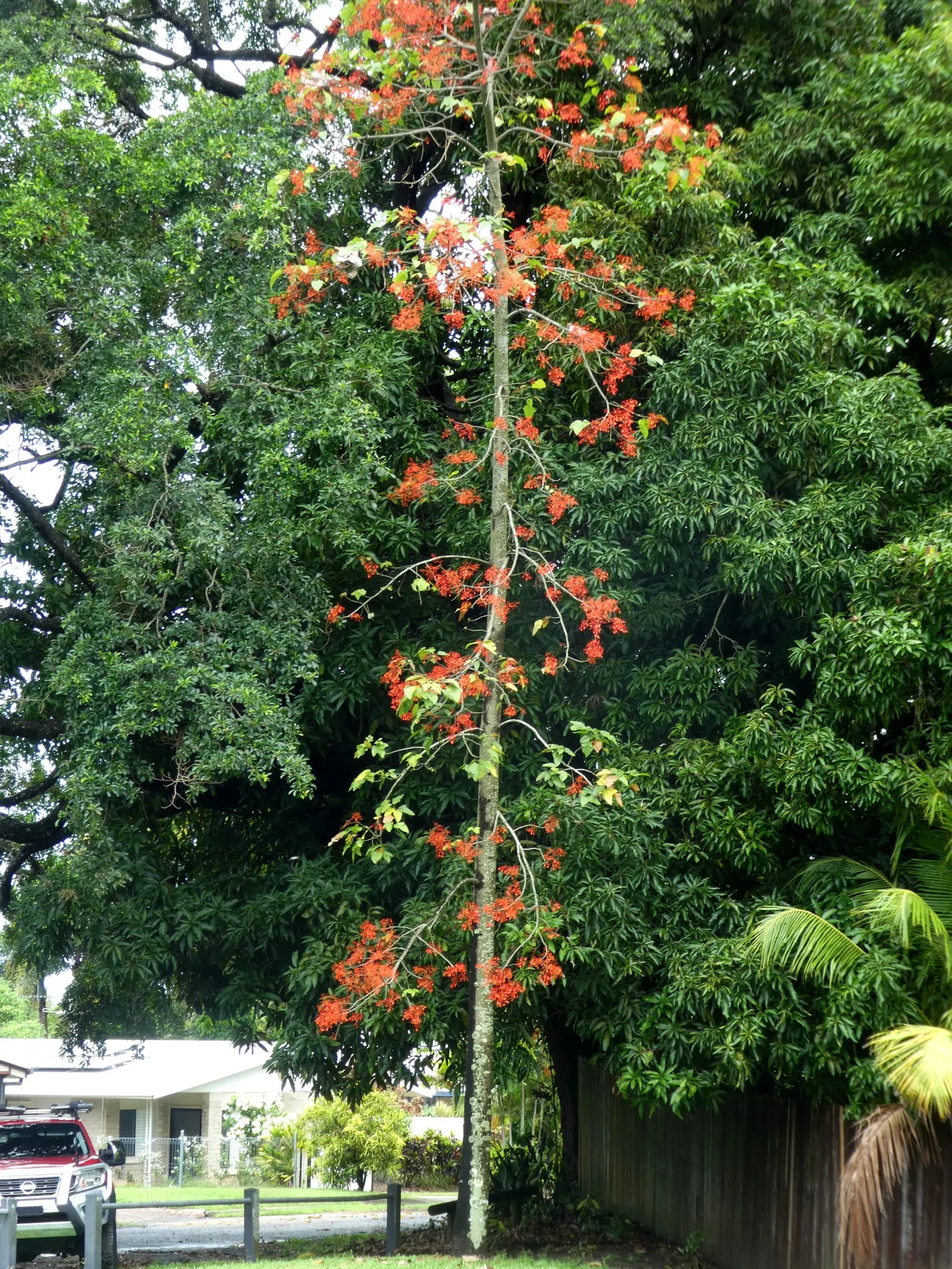 Flame Tree (Brachychiton Acerifolius) — Notable for its vibrant red