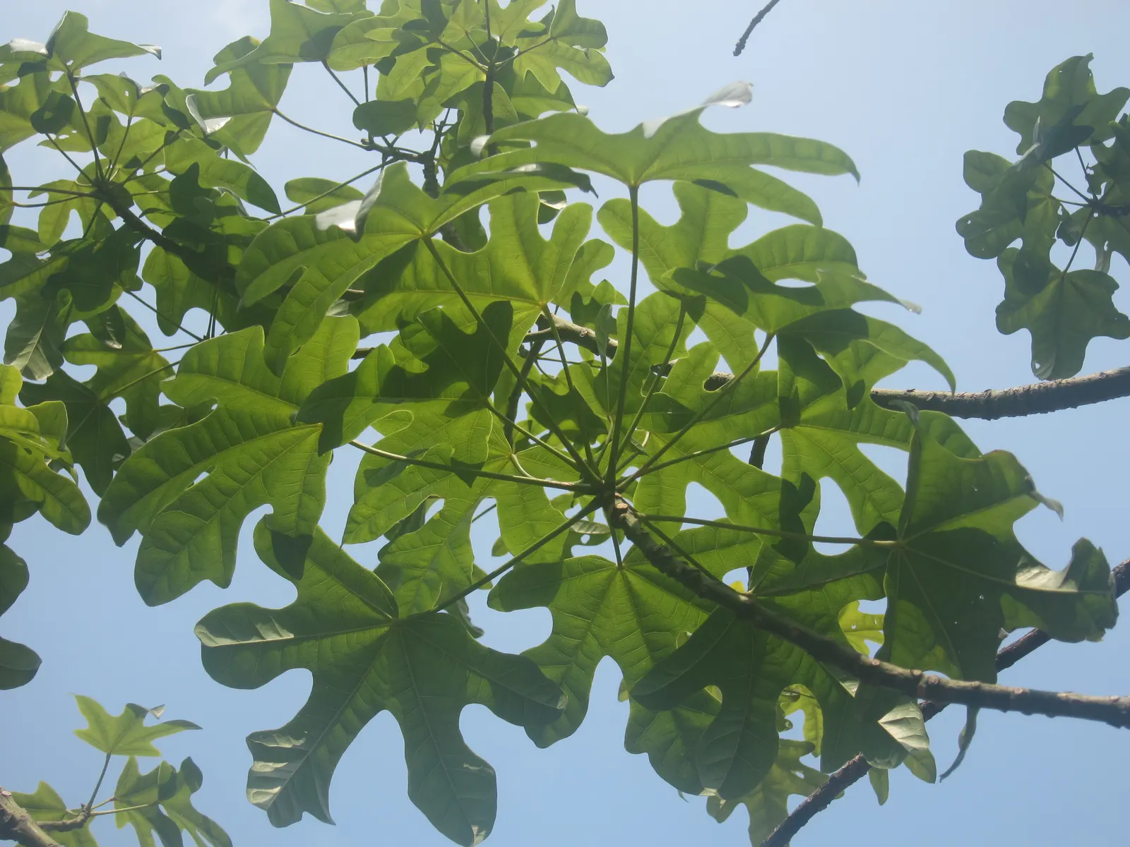 Flame Tree (Brachychiton Acerifolius) — it requires full sun and moderate watering; notable for its vibrant red, image 58