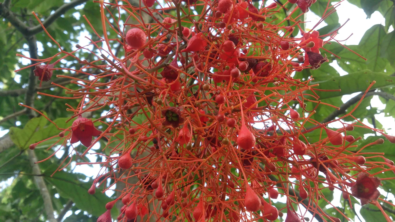 Flame Tree (Brachychiton Acerifolius) — Its lush green canopy spans roughly 30 feet wide; stands as a magnificent specimen within any landscape design