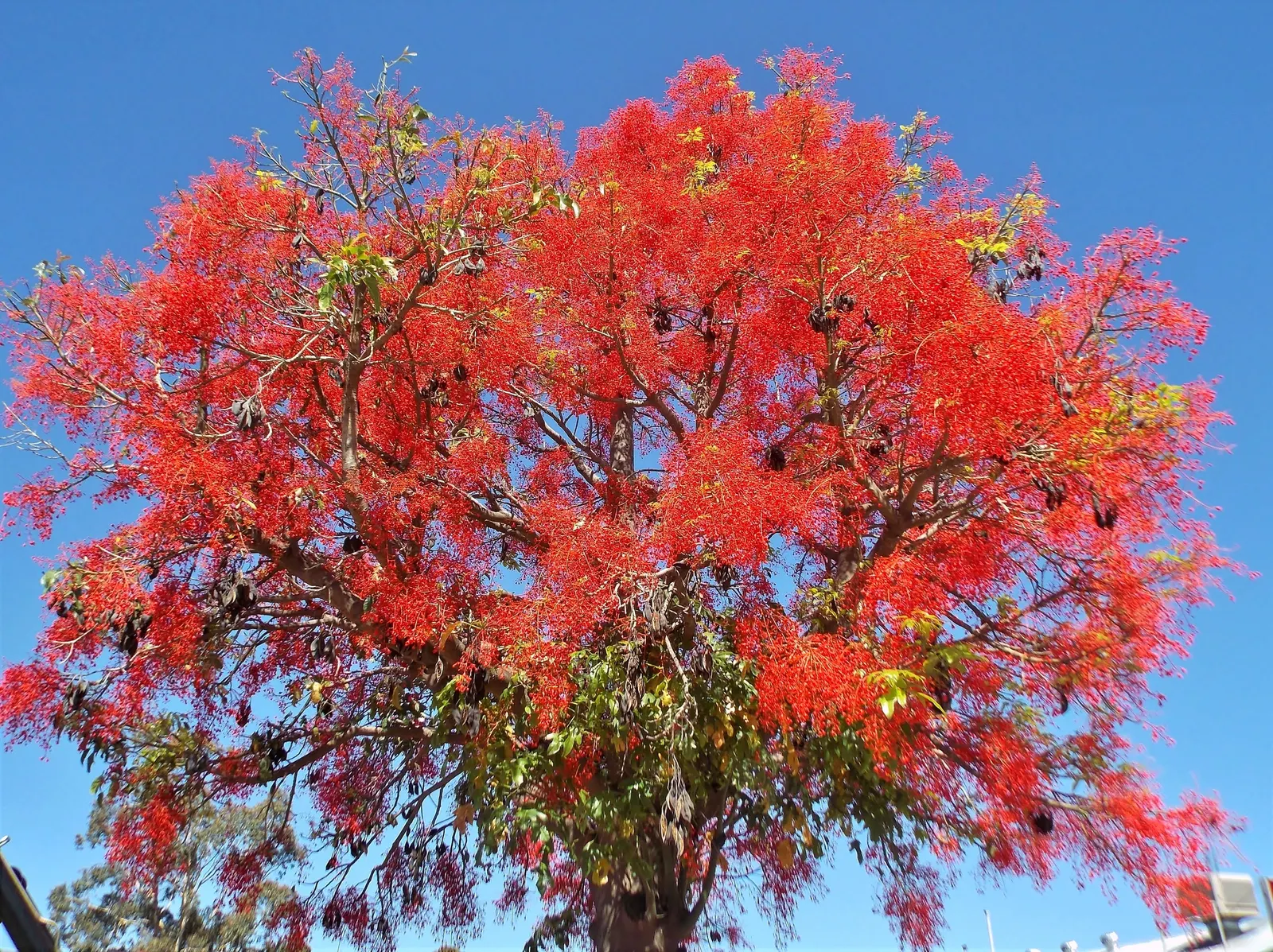 Flame Tree (Brachychiton Acerifolius) — measuring about 1 inch in diameter