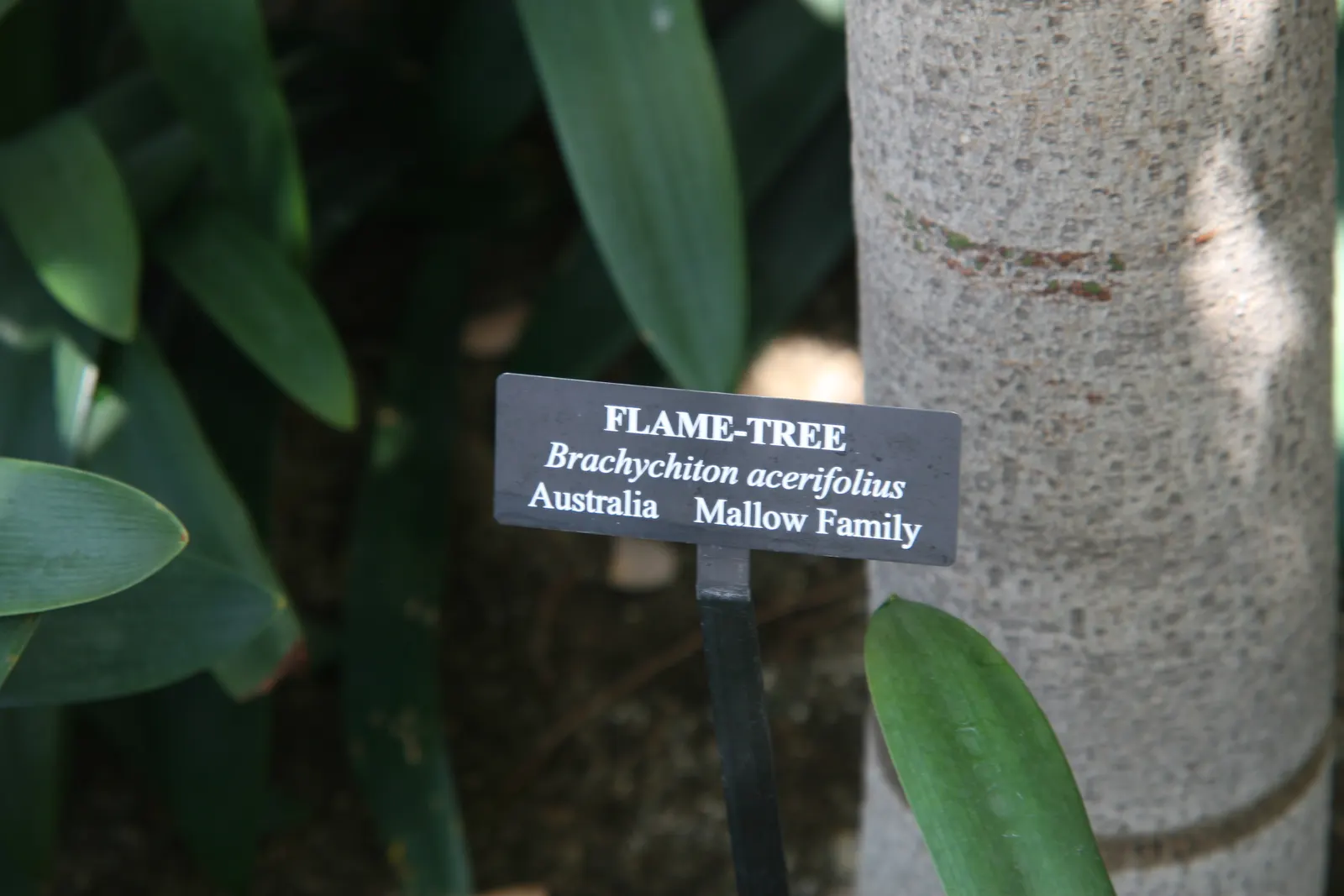 Flame Tree (Brachychiton Acerifolius) — tree for full; ensuring a captivating display that will enchant onlookers for years to come