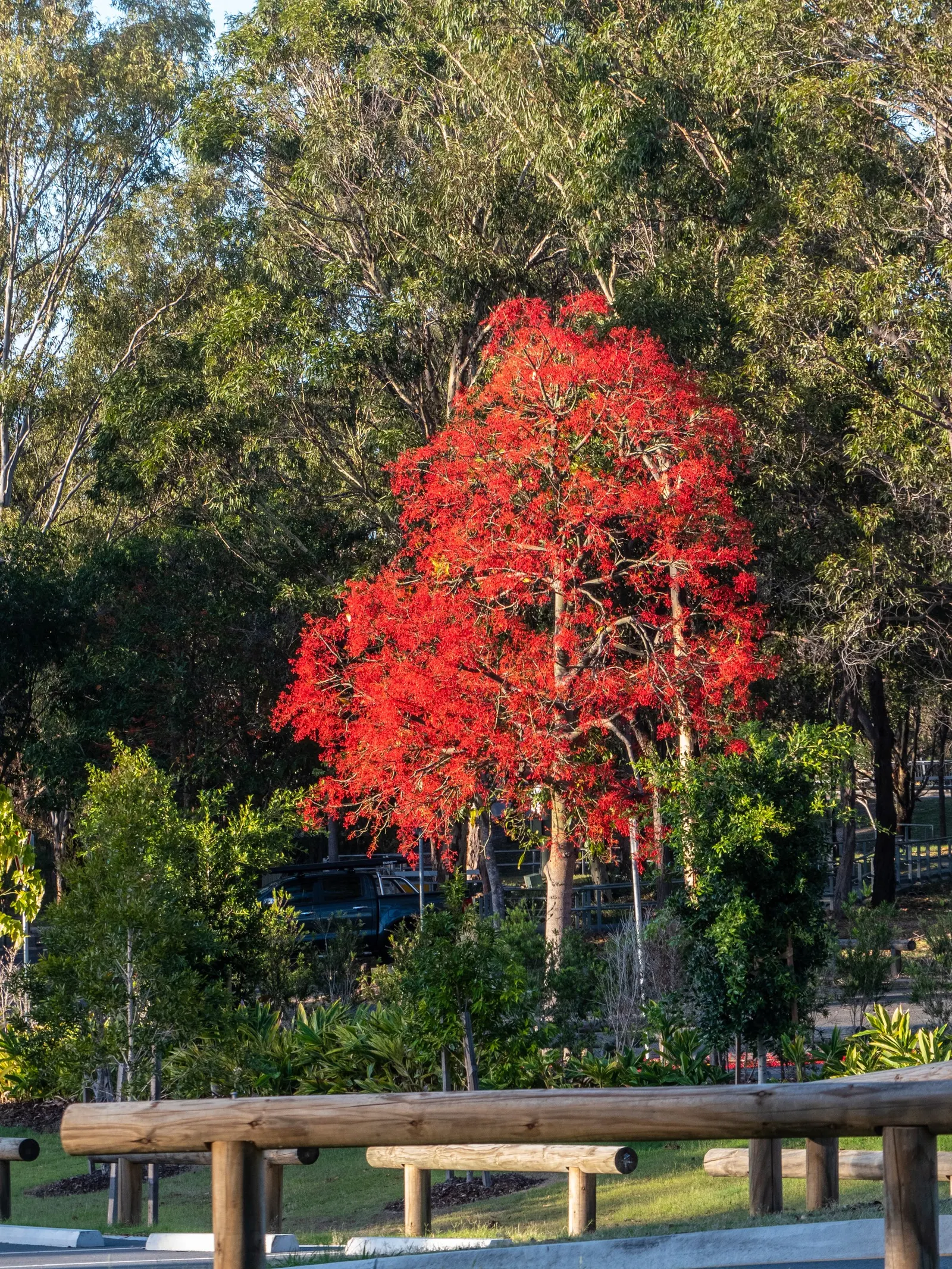 Flame Tree (Brachychiton Acerifolius) — ensure full sun exposure and ample space to accommodate its mature width and height; it requires minimal pruning, and