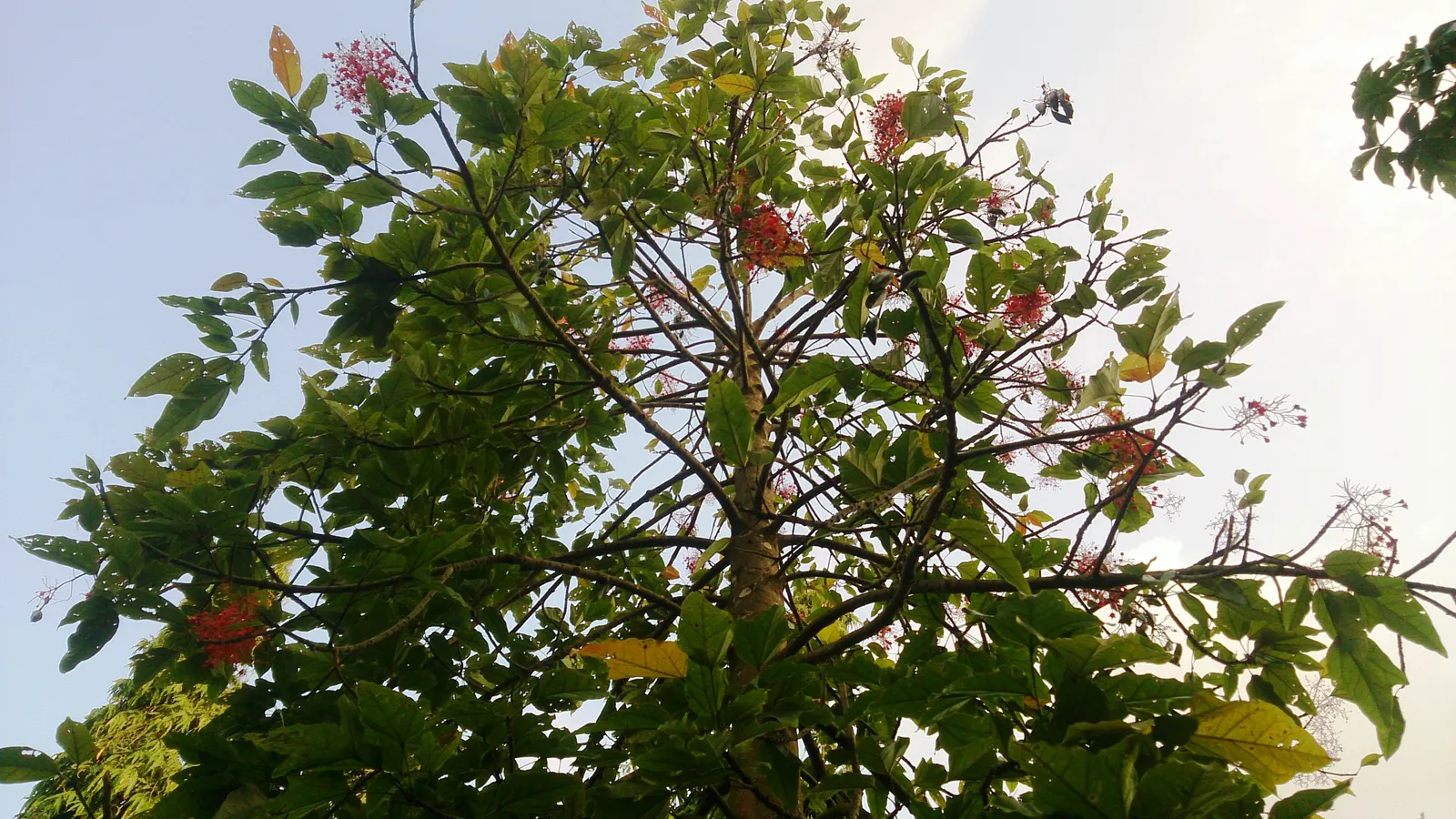 Flame Tree (Brachychiton Acerifolius) — It requires minimal pruning, and in urban settings, it's rarely bothered by pests or diseases