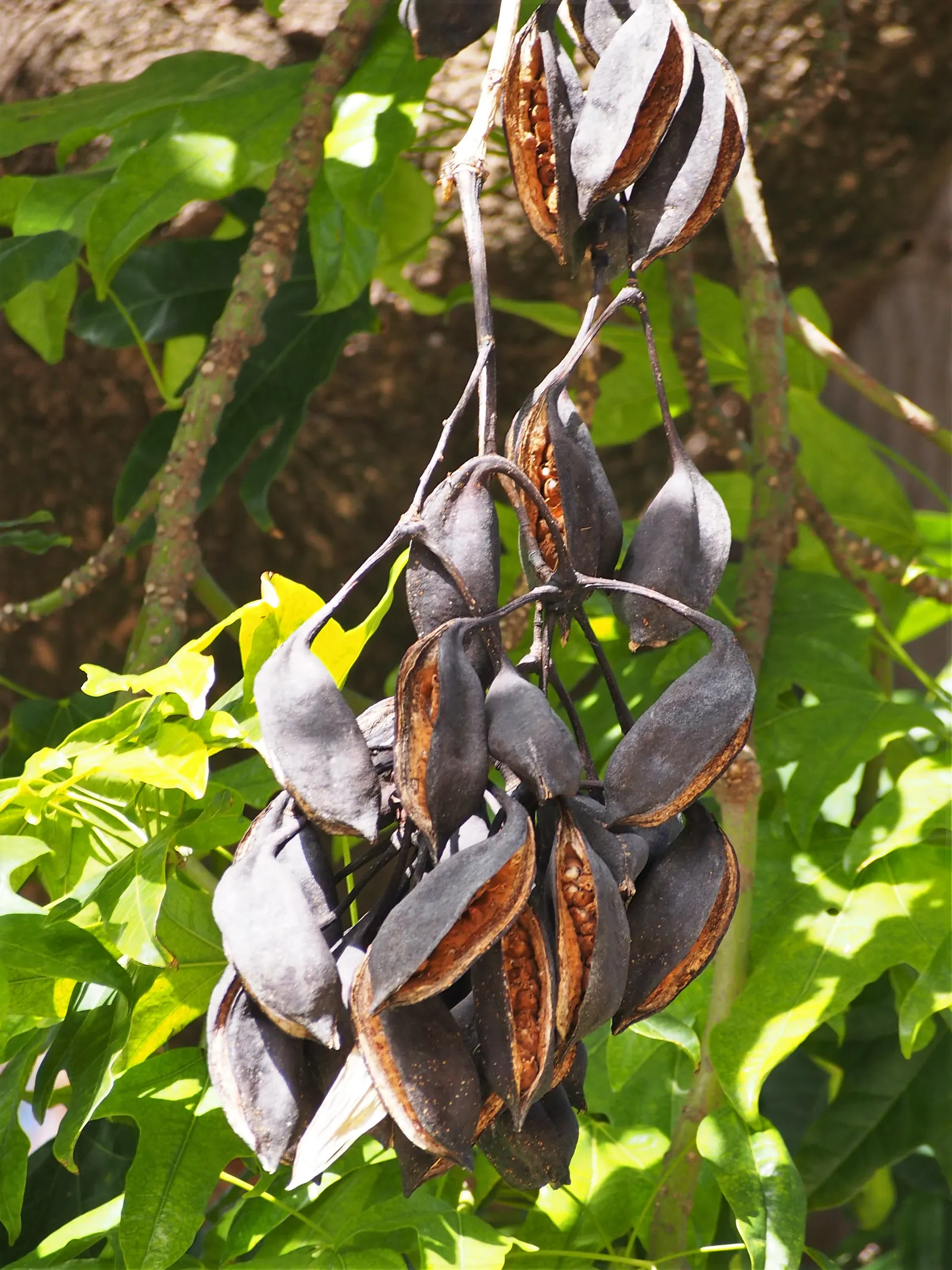 Flame Tree (Brachychiton Acerifolius) — Adaptable to various soils
