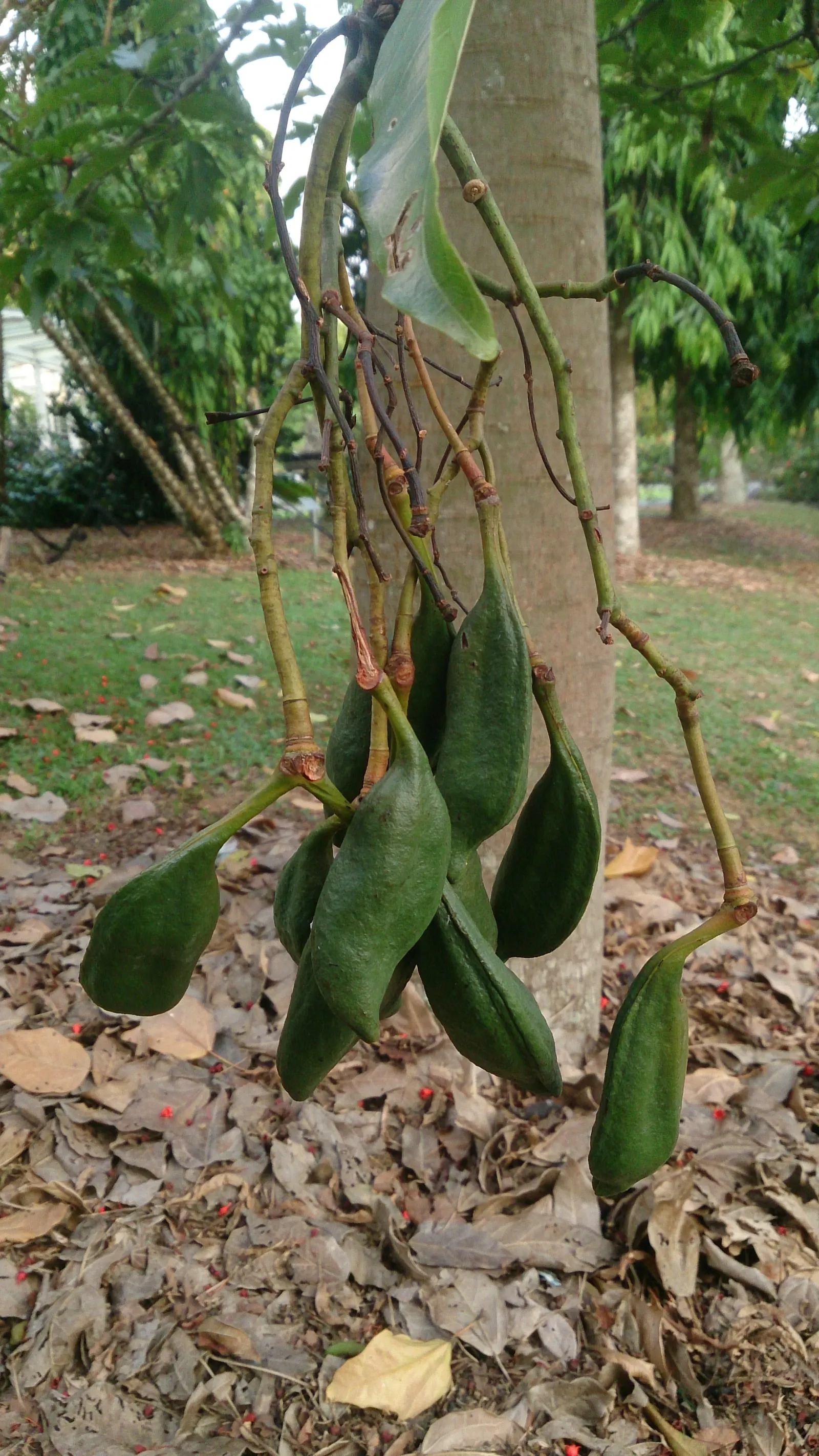 Flame Tree (Brachychiton Acerifolius) — Adaptable to various soils; ensure full sun exposure and ample space to accommodate its mature width and height