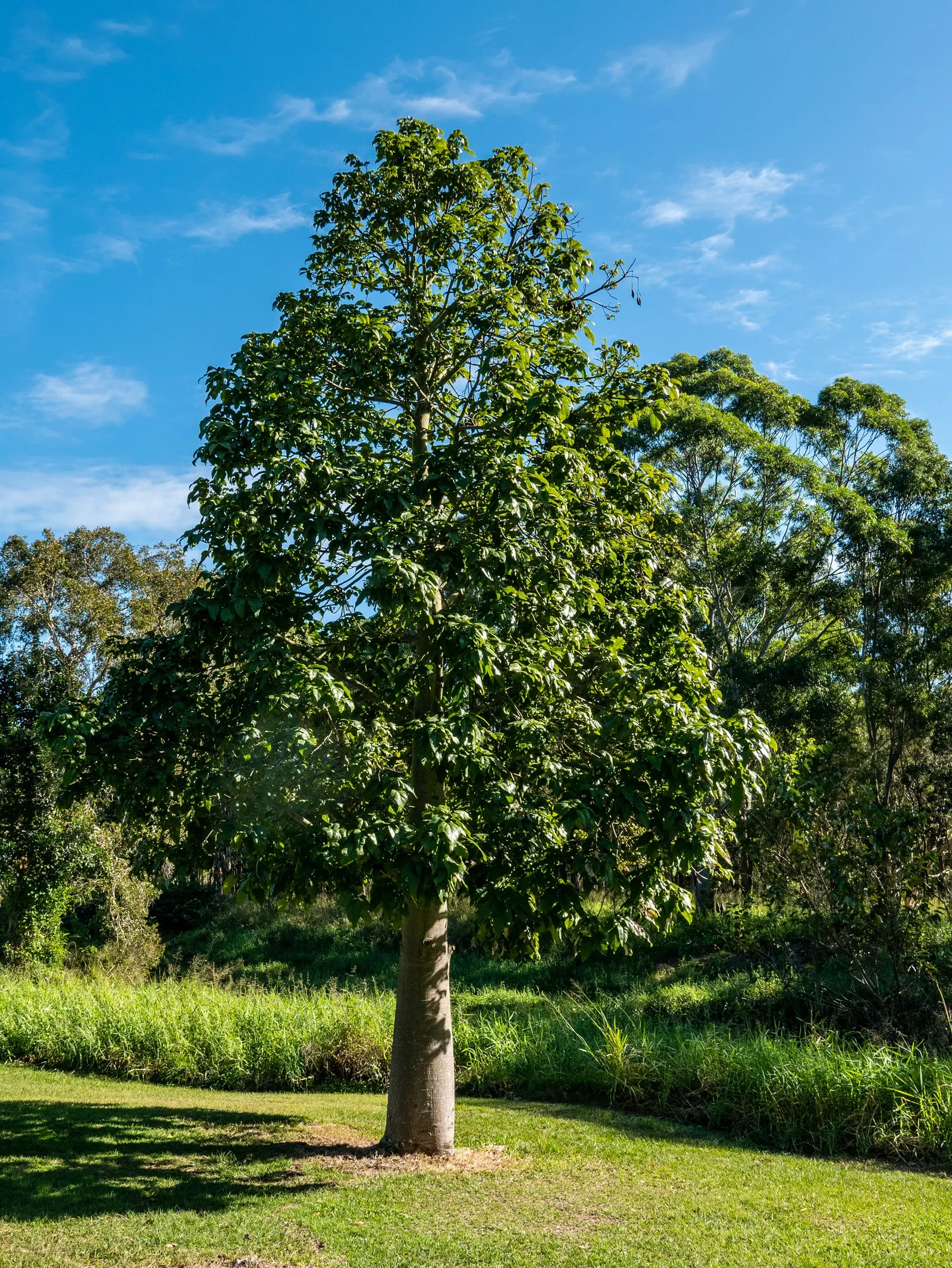 Flame Tree (Brachychiton Acerifolius) — Brachychiton acerifolius, the Flame Tree, strikes an impressive figure reaching up to 50 feet tall; bell-shaped flowers