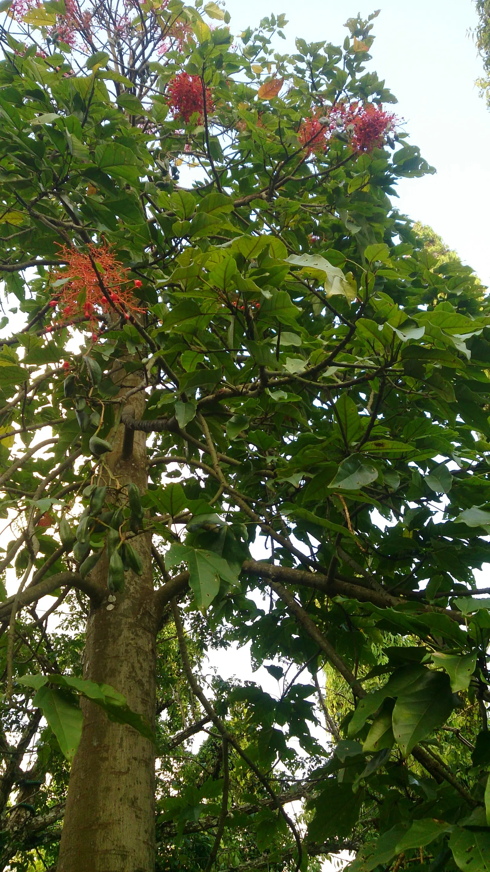 Flame Tree (Brachychiton Acerifolius) — losing leaves prior to blooming; grows to an impressive height ranging from 30 to 60 feet with a canopy spread of