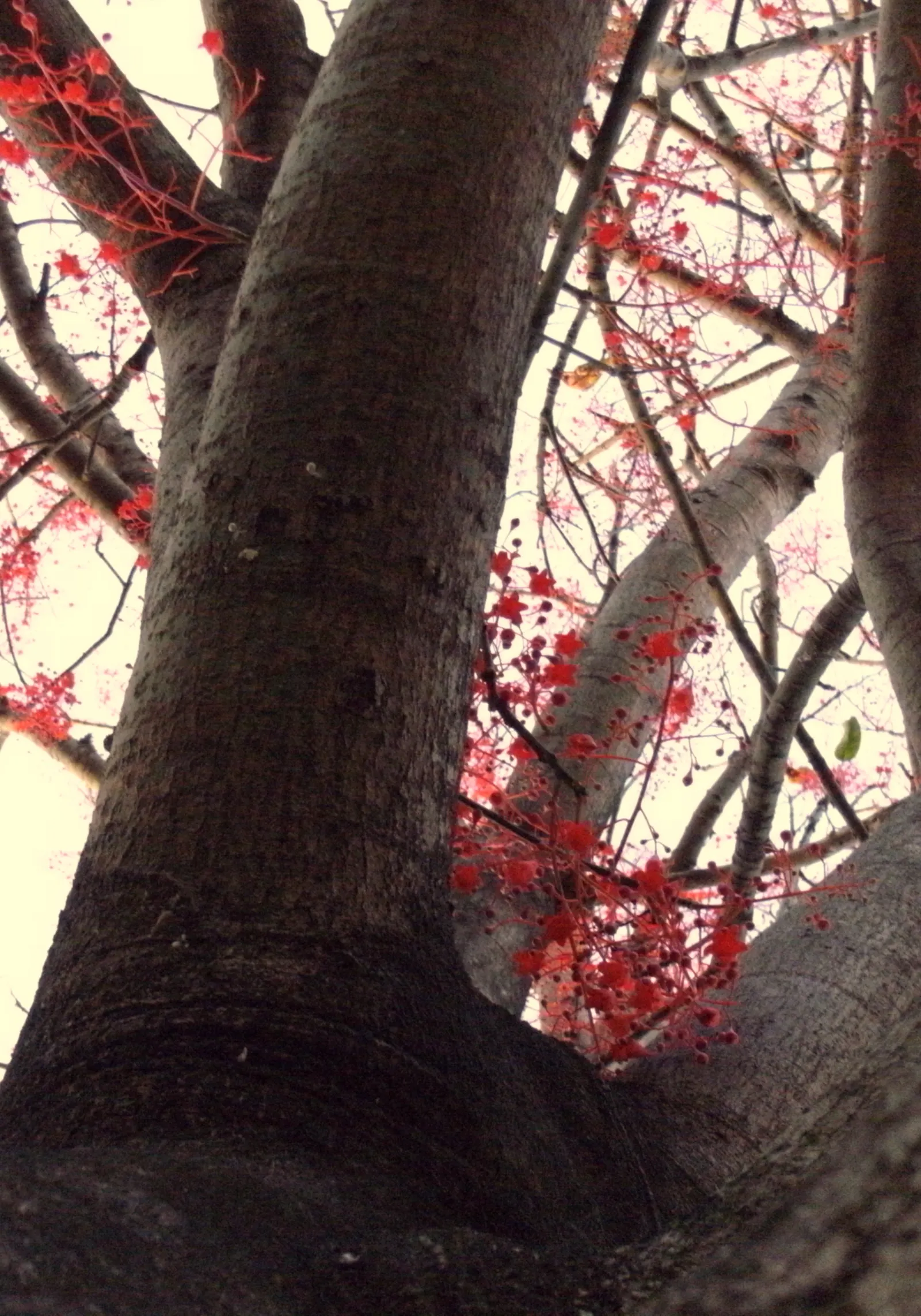 Flame Tree (Brachychiton Acerifolius) — it requires full sun and moderate watering; notable for its vibrant red