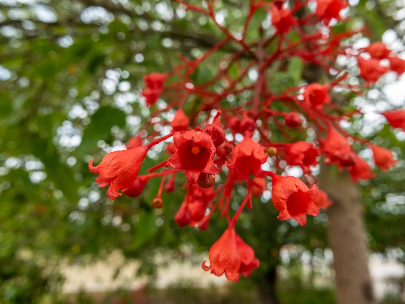 Flame Tree (Brachychiton Acerifolius) — Its lush green canopy spans roughly 30 feet wide; stands as a magnificent specimen within any landscape, image 52