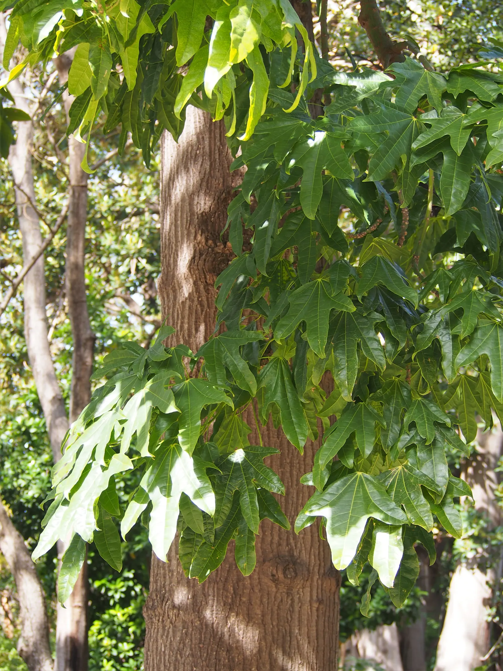 Flame Tree (Brachychiton Acerifolius) — bell-shaped flowers which emerge in late spring to early summer; tree for full, image 79