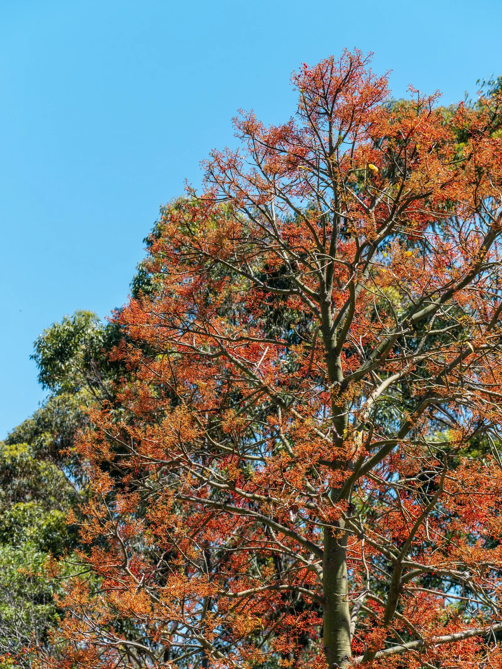 Flame Tree (Brachychiton Acerifolius) — the Flame Tree is deciduous; adaptable to various soils, image 105