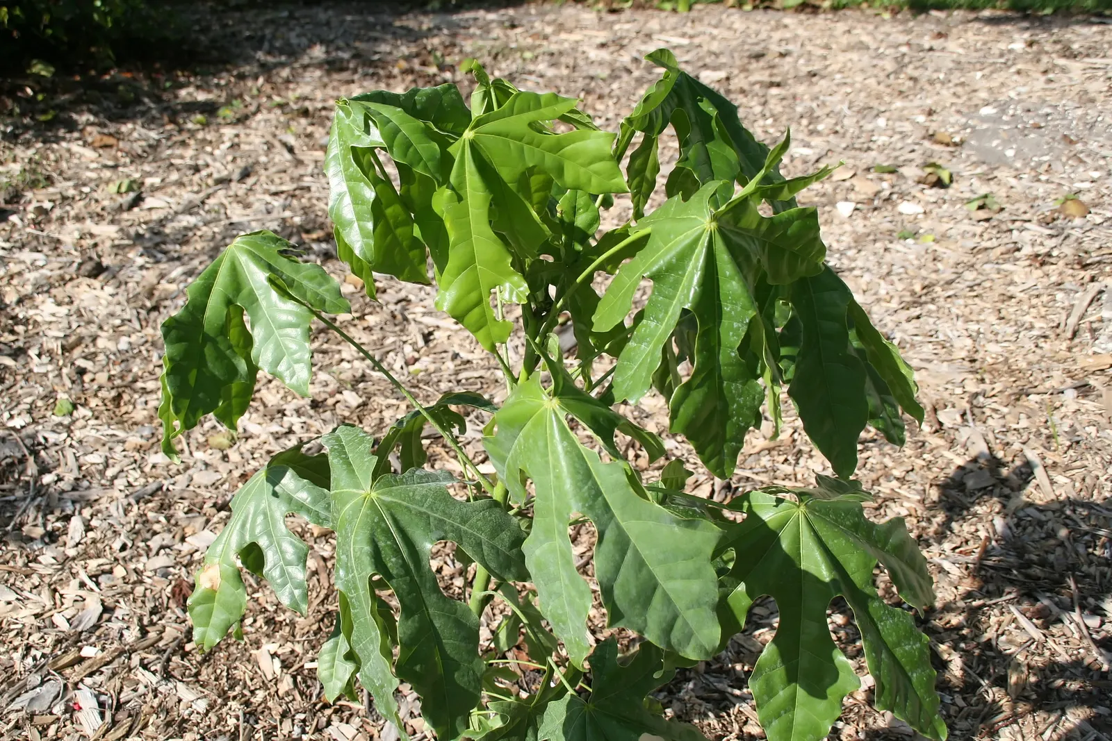 Flame Tree (Brachychiton Acerifolius) — losing leaves prior to blooming; grows to an impressive height ranging from 30 to 60 feet with a canopy, image 56