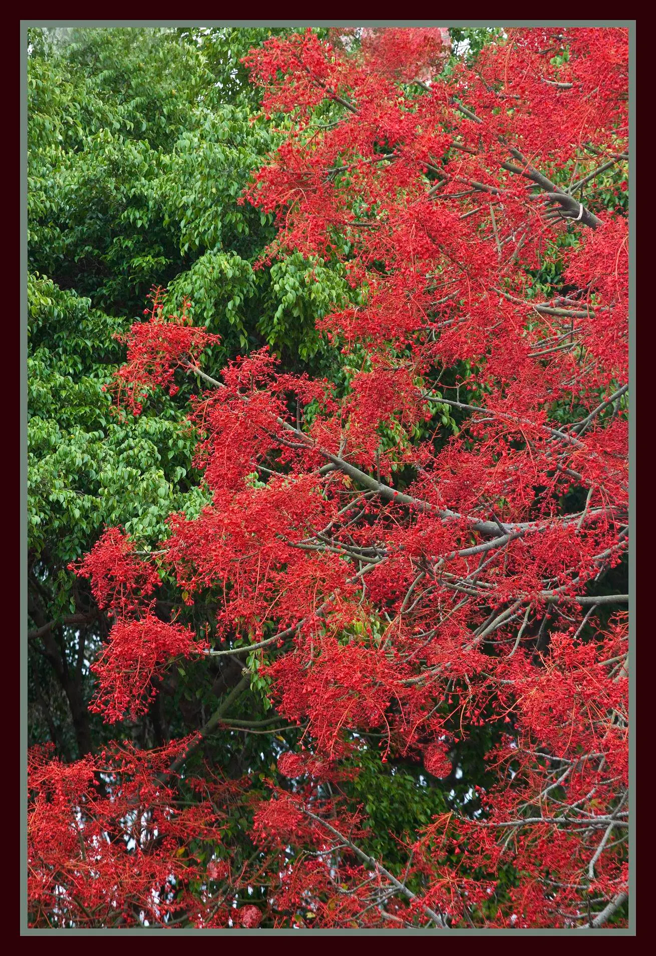 Flame Tree (Brachychiton Acerifolius) — native to the subtropical regions of Australia