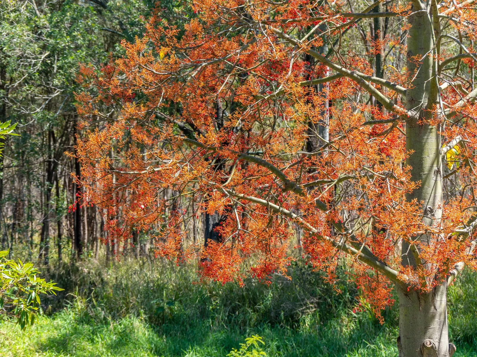 Flame Tree (Brachychiton Acerifolius) — losing leaves prior to blooming; grows to an impressive height ranging from 30 to 60 feet with a canopy, image 106