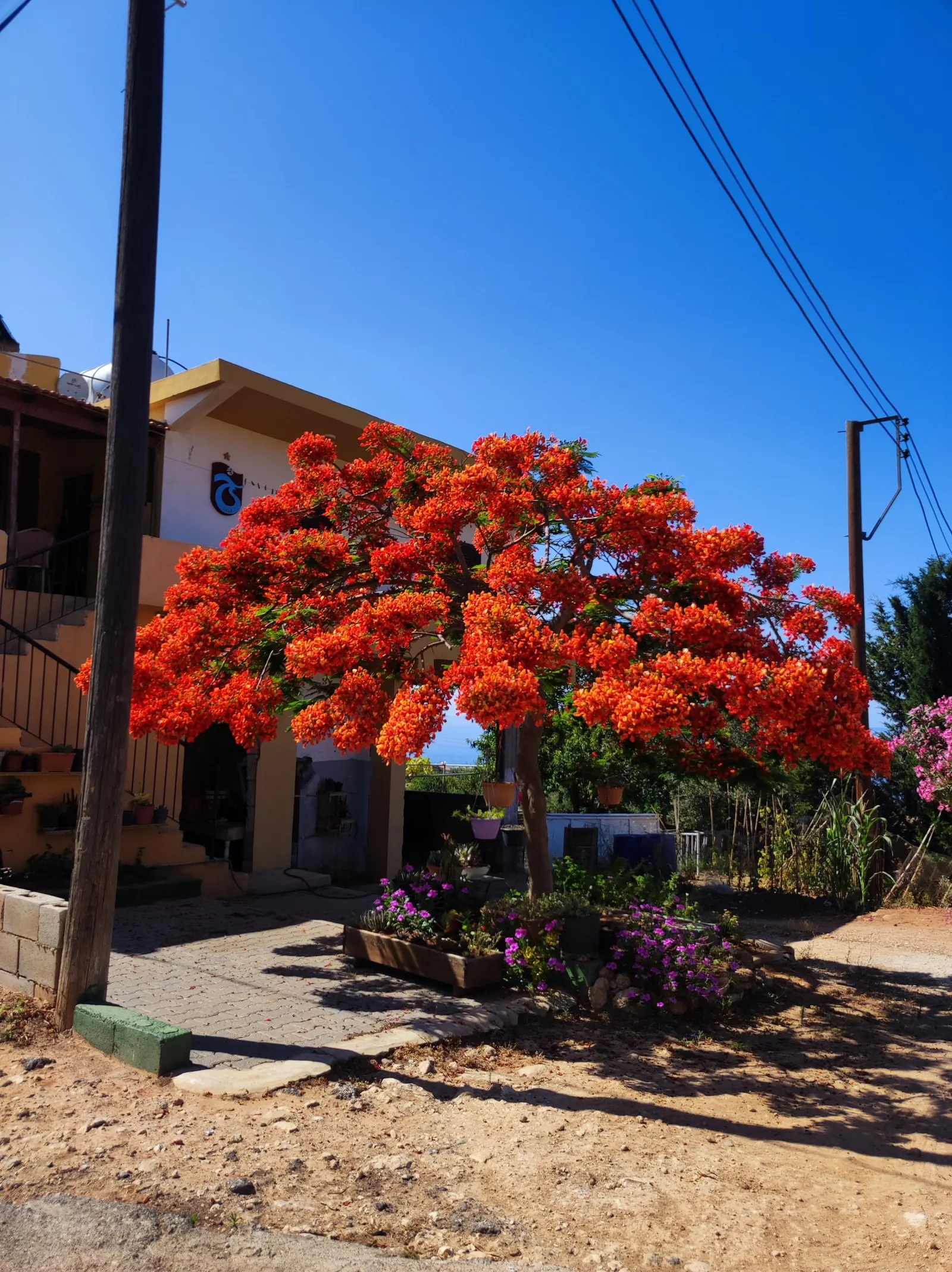 Flame Tree (Brachychiton Acerifolius) — This species is versatile