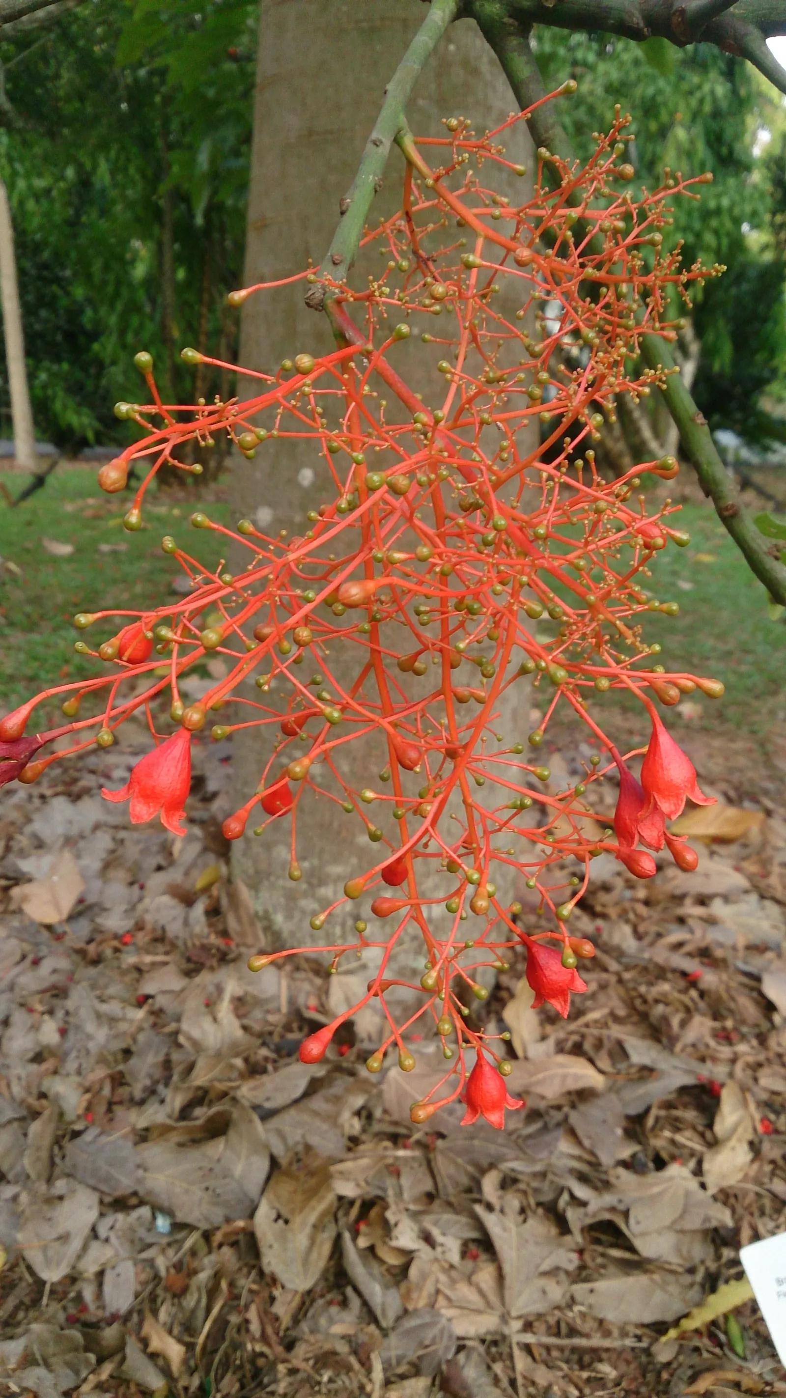 Flame Tree (Brachychiton Acerifolius) — making it a visually stunning yet low-maintenance choice for temperate landscapes; scientifically known as Brachychiton