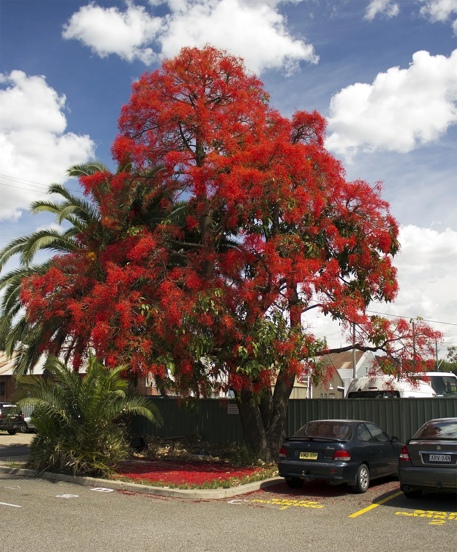 Flame Tree (Brachychiton Acerifolius) — Notable for its vibrant red; emerge once the tree has shed its foliage, image 78