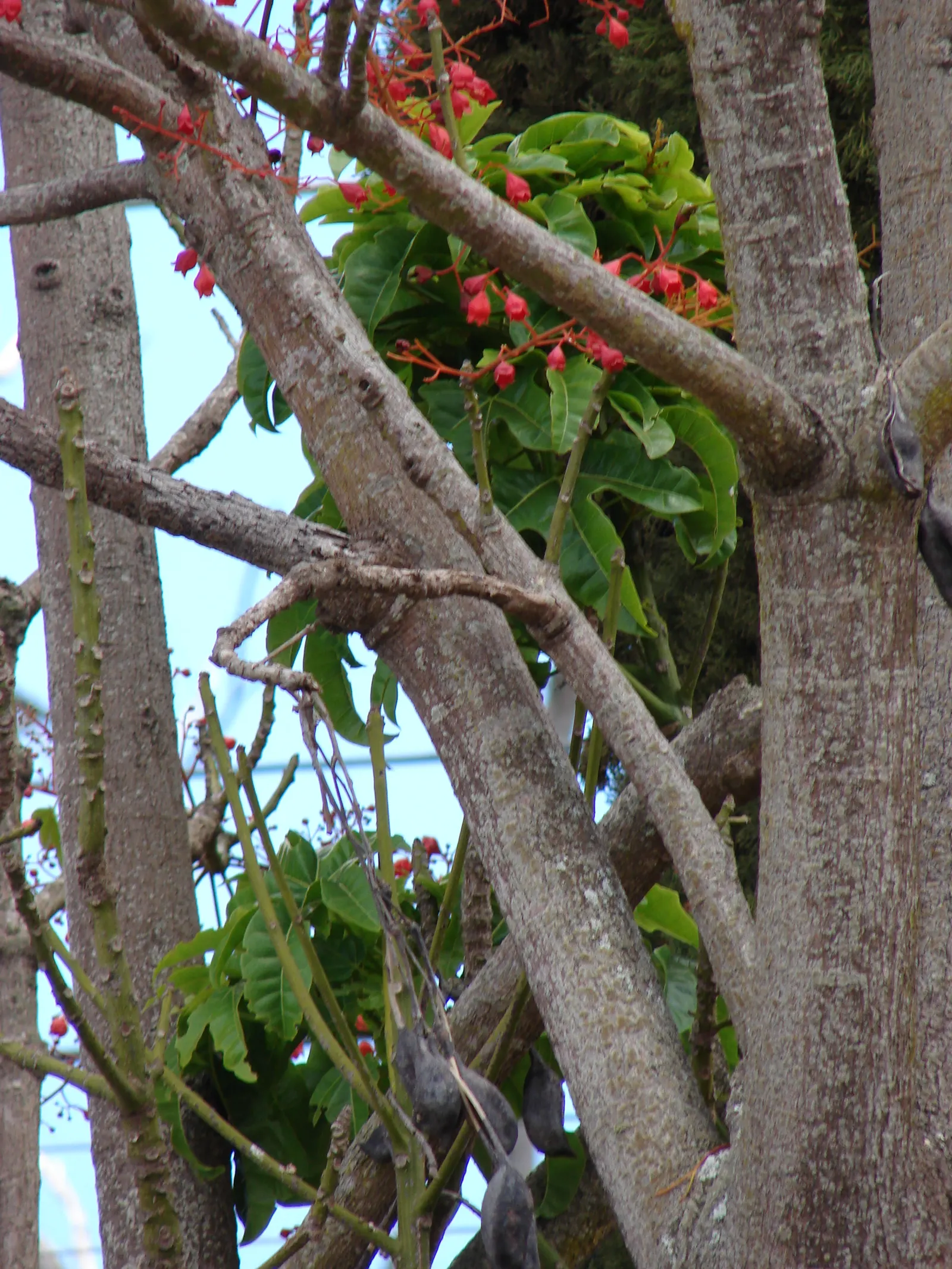 Flame Tree (Brachychiton Acerifolius) — It requires minimal pruning, and in urban settings, it's rarely bothered by pests or diseases; the Flame, image 69