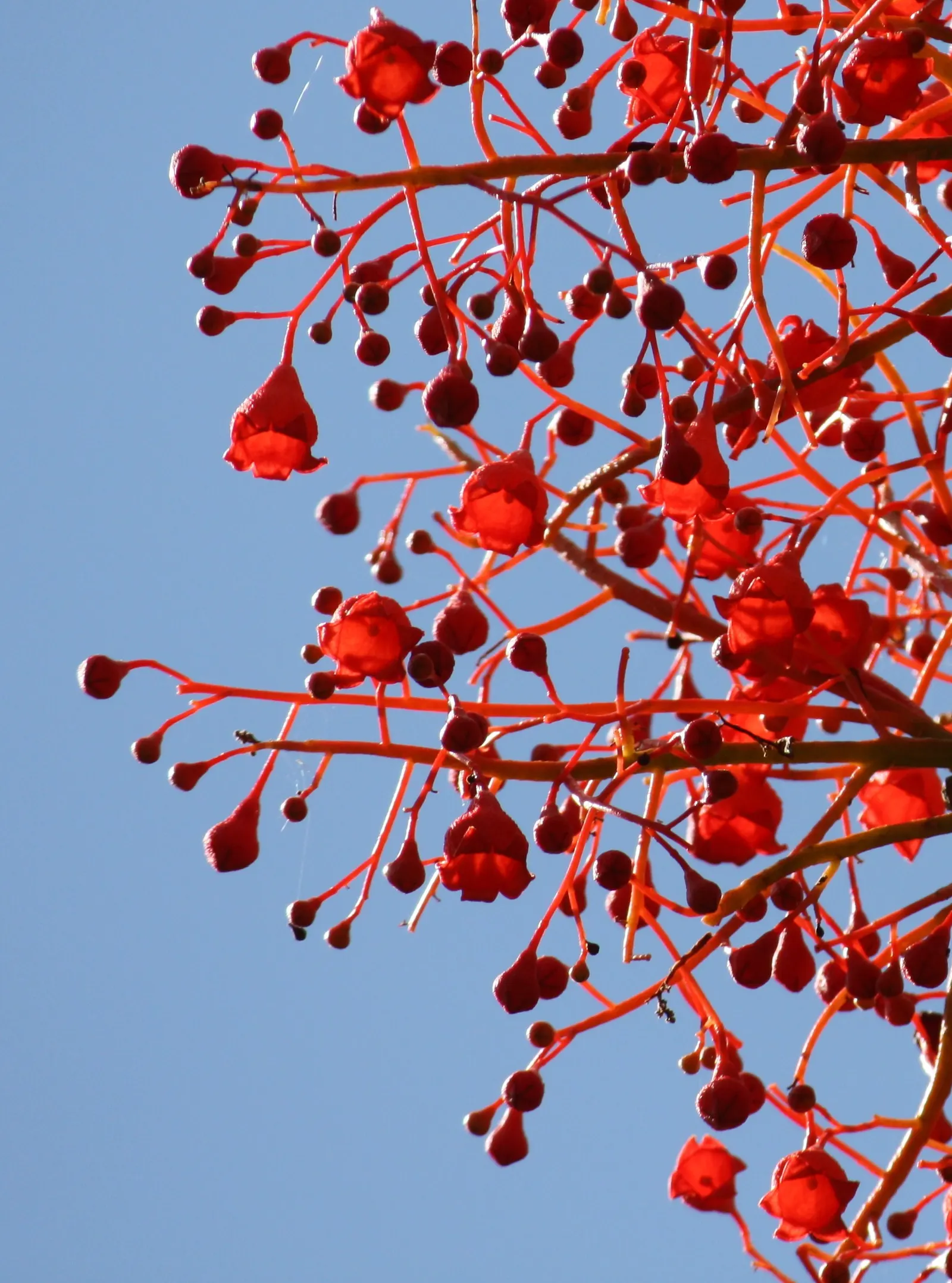 Flame Tree (Brachychiton Acerifolius) — tree with red blooms; when incorporating this tree into garden designs, image 74